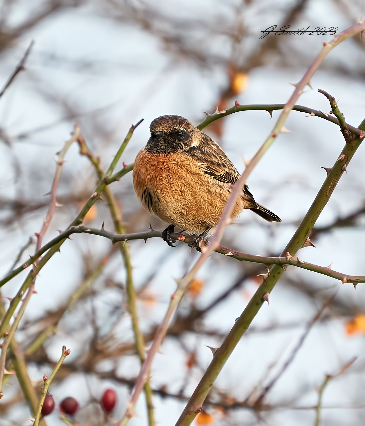 stonechat 2023 7.jpg