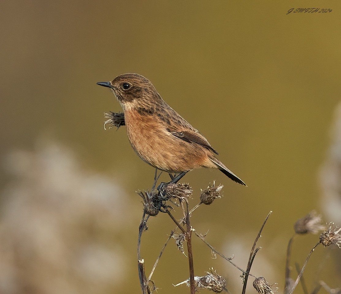 stonechat 2024 (7).jpg