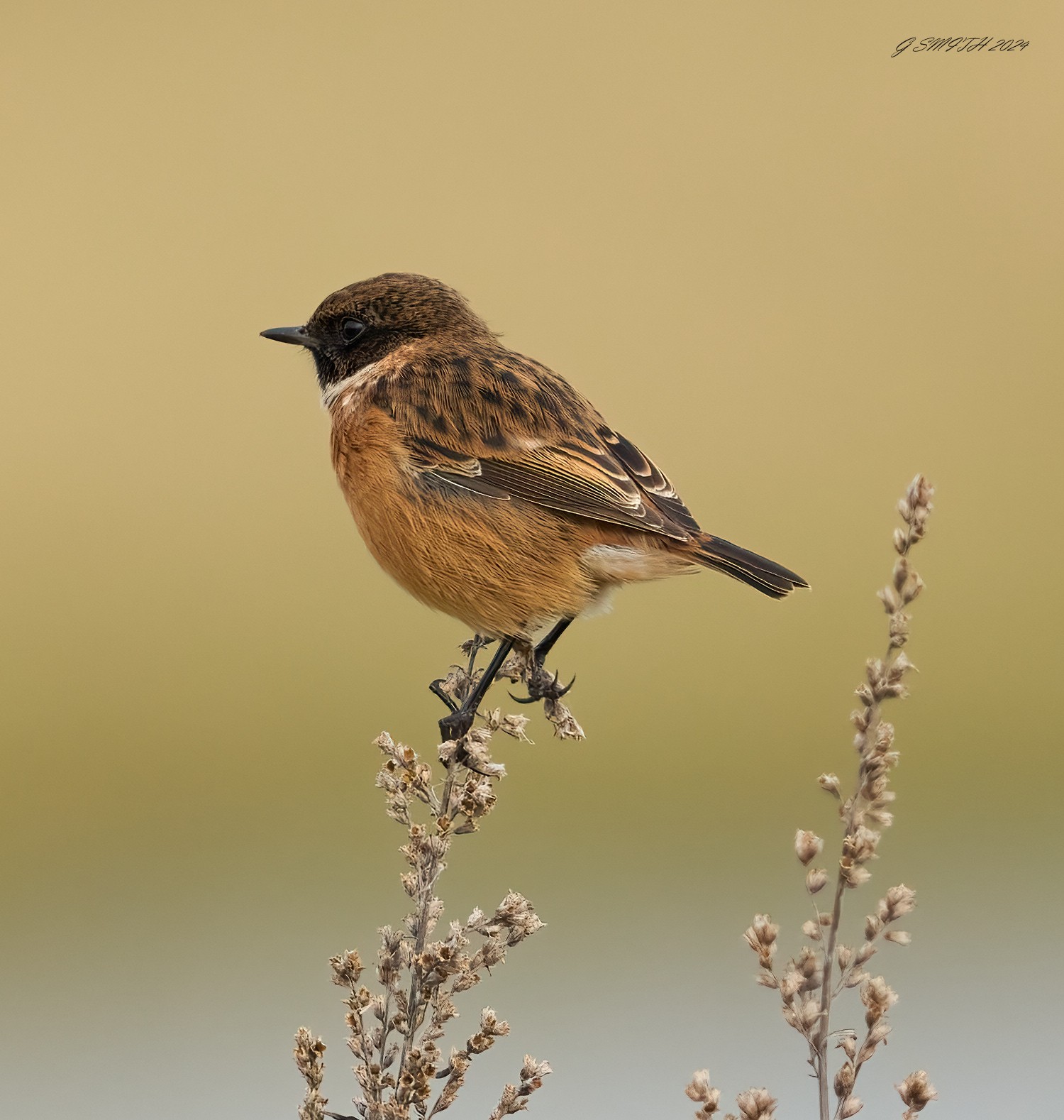 stonechat 2024 8.jpg