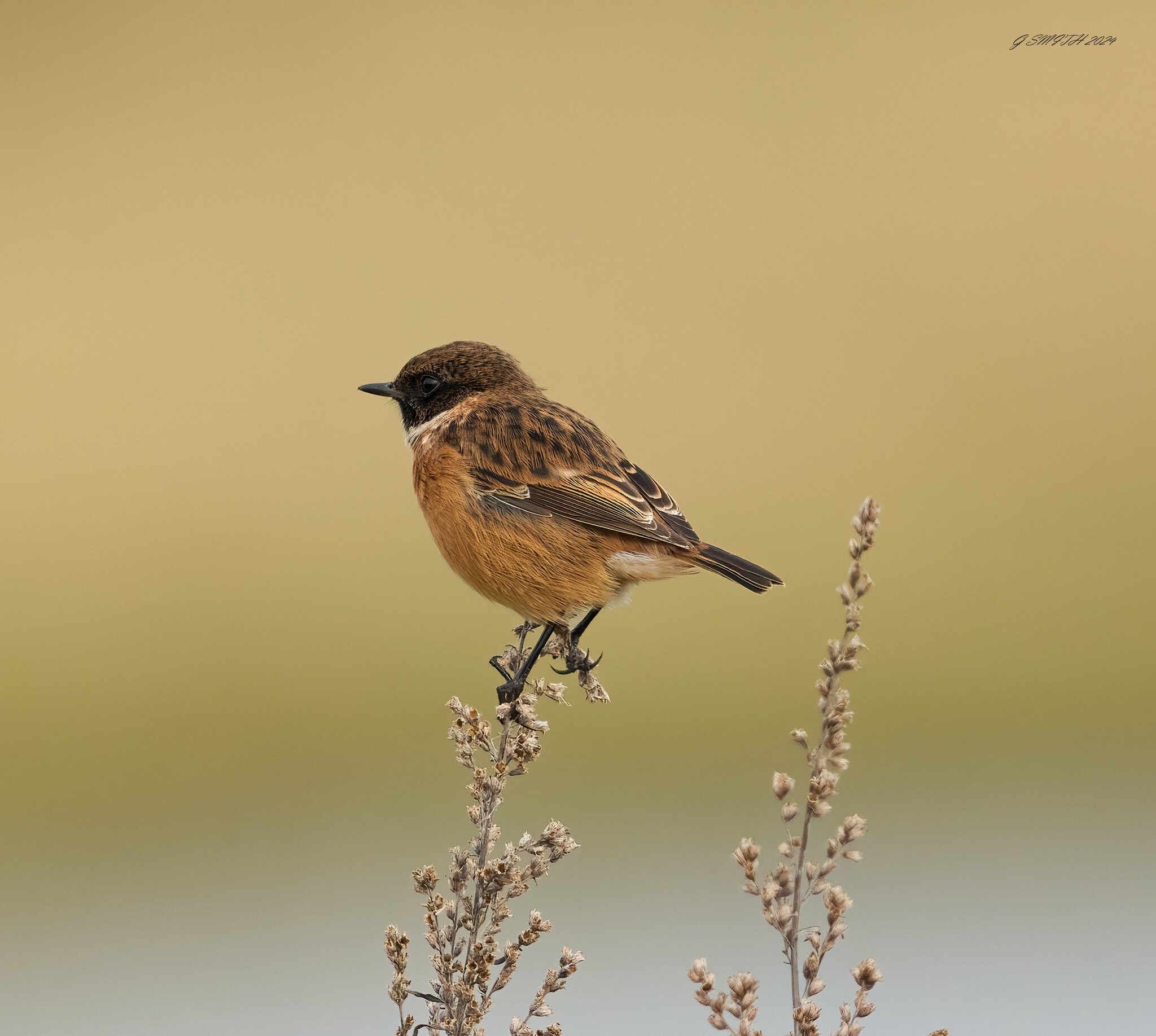 stonechat 2024 (8).jpg