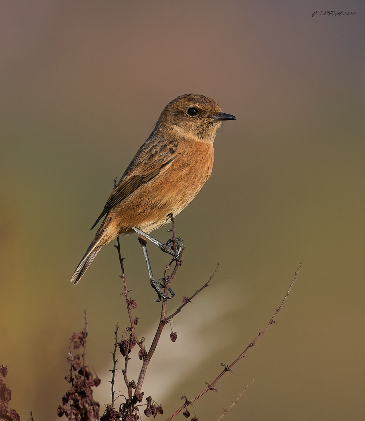 stonechat  2024.jpg