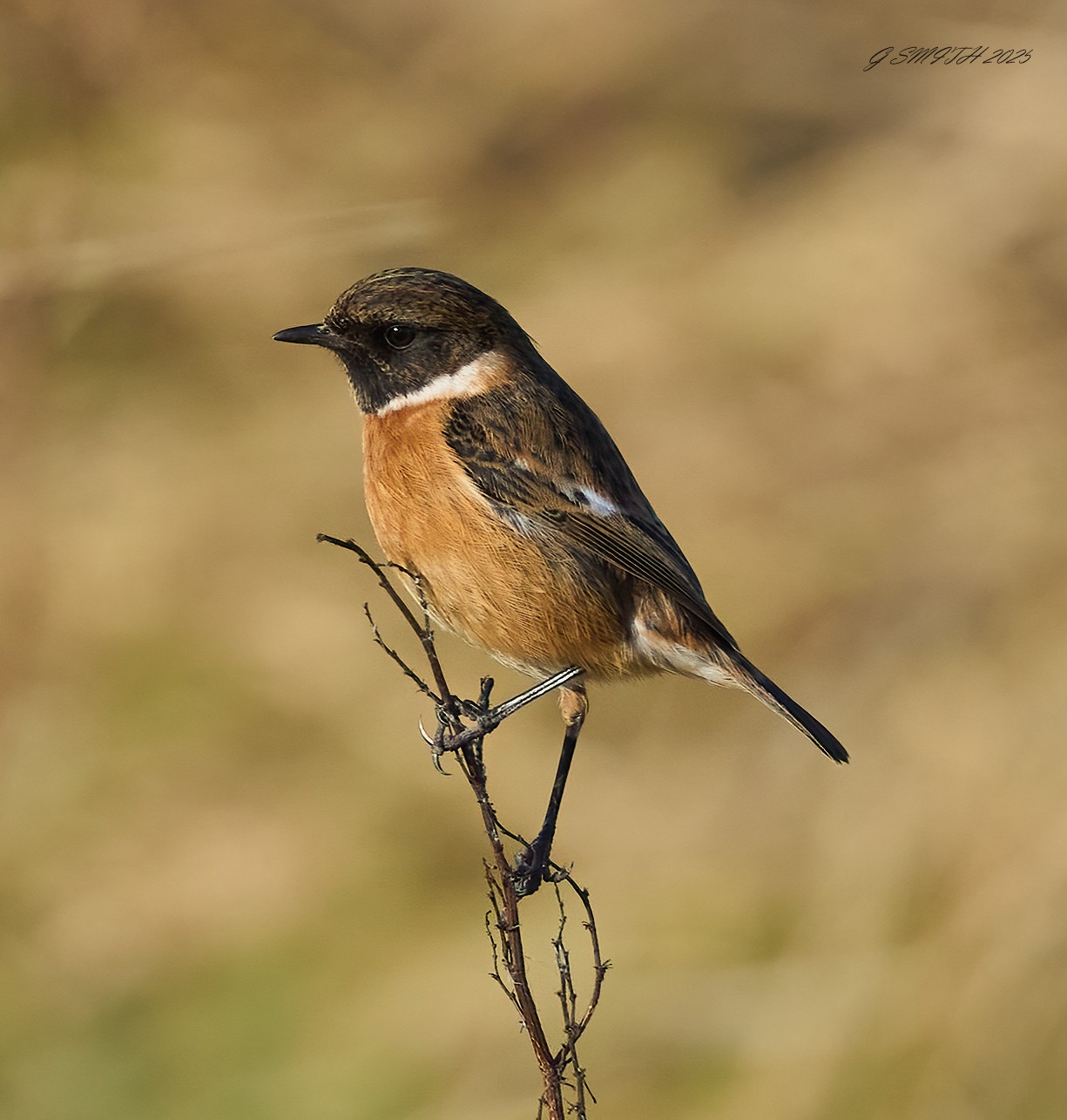 stonechat 2025 11.jpg