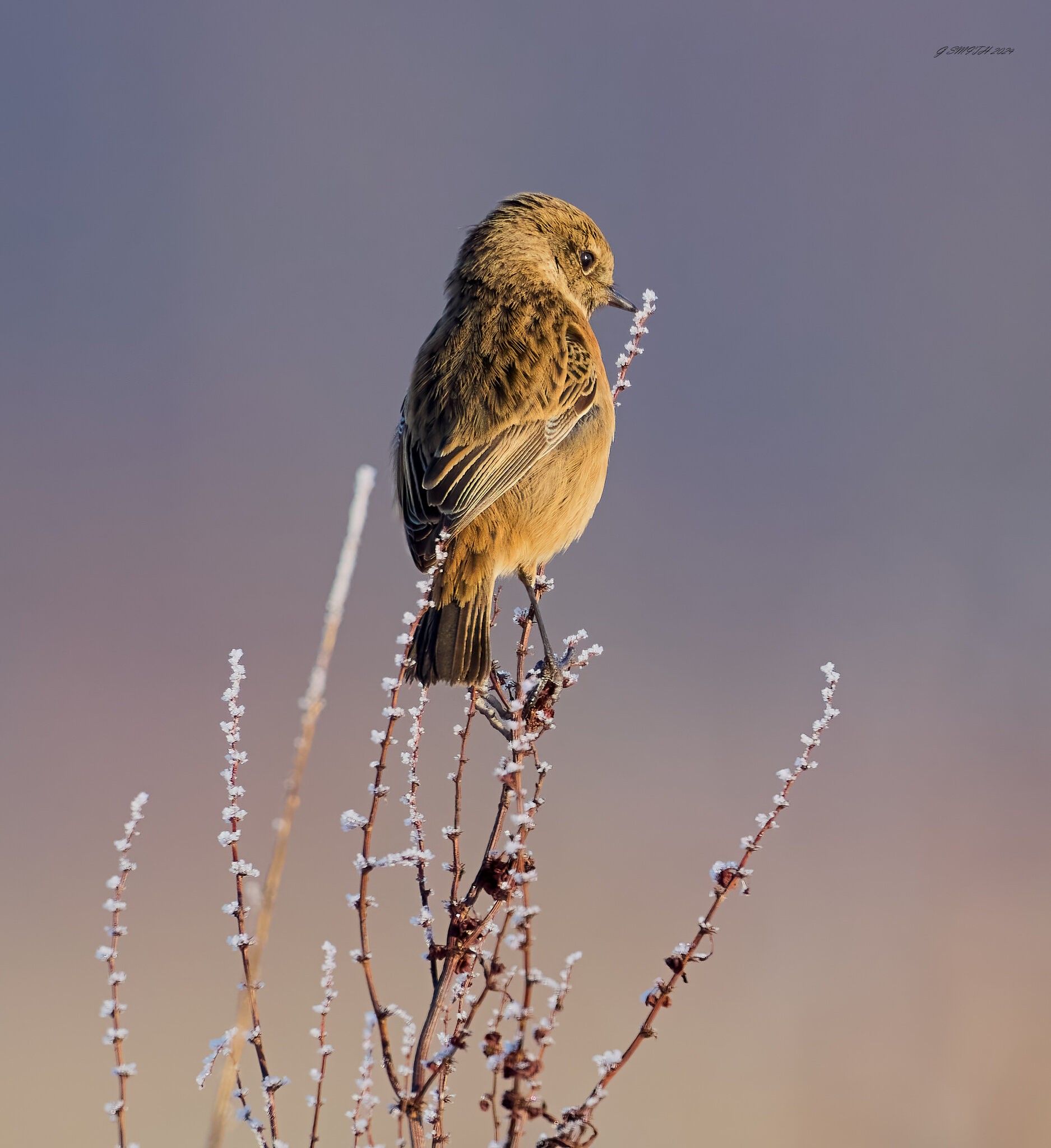 stonechat 2025 2.jpg