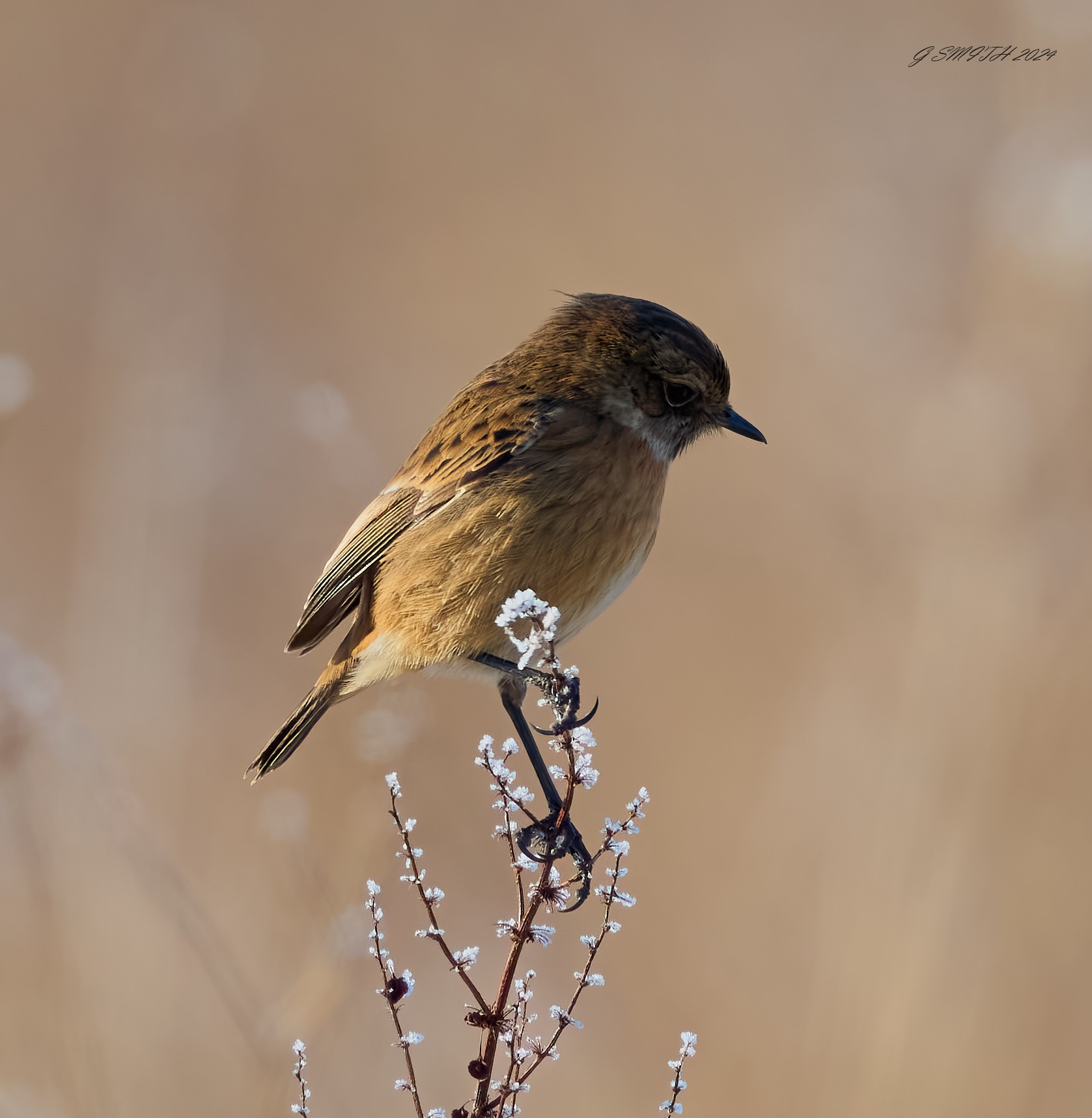 stonechat 2025 3.jpg