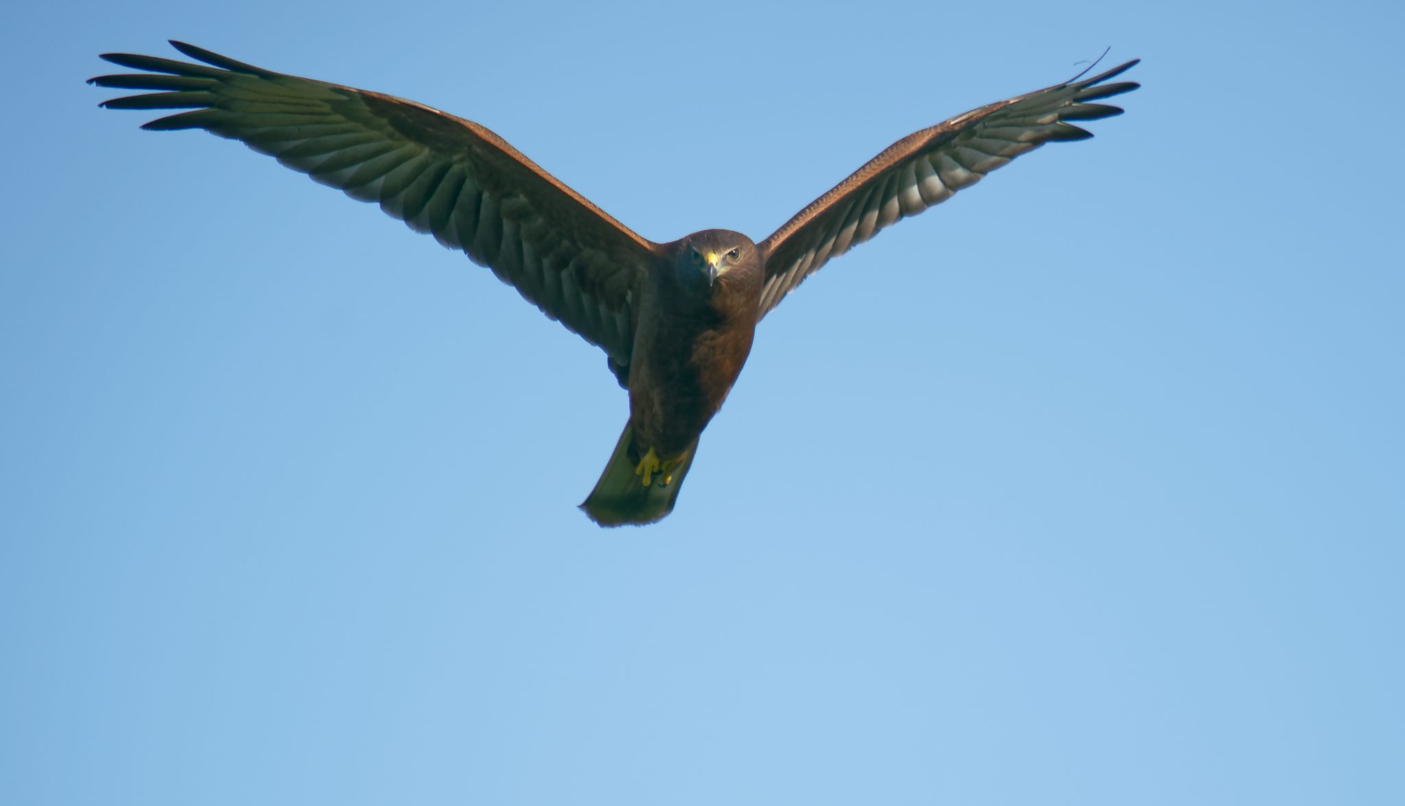 Swamp Harrier IF (12)- 2048.jpg