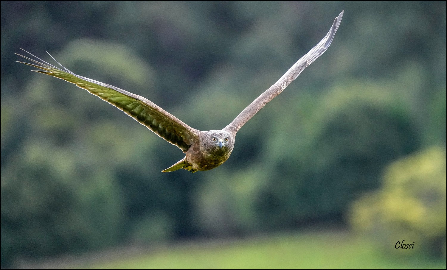 Swamp Harrier r.jpg