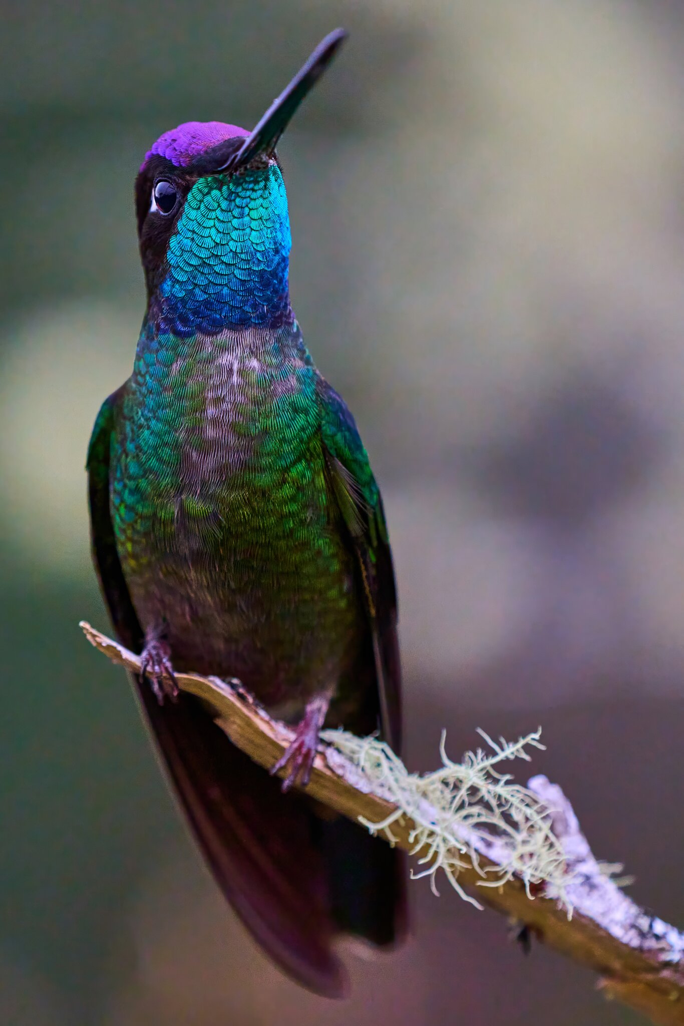 Talamanca Hummingbird - Talamanca Highlands - 03072024 - 06- DN.jpg