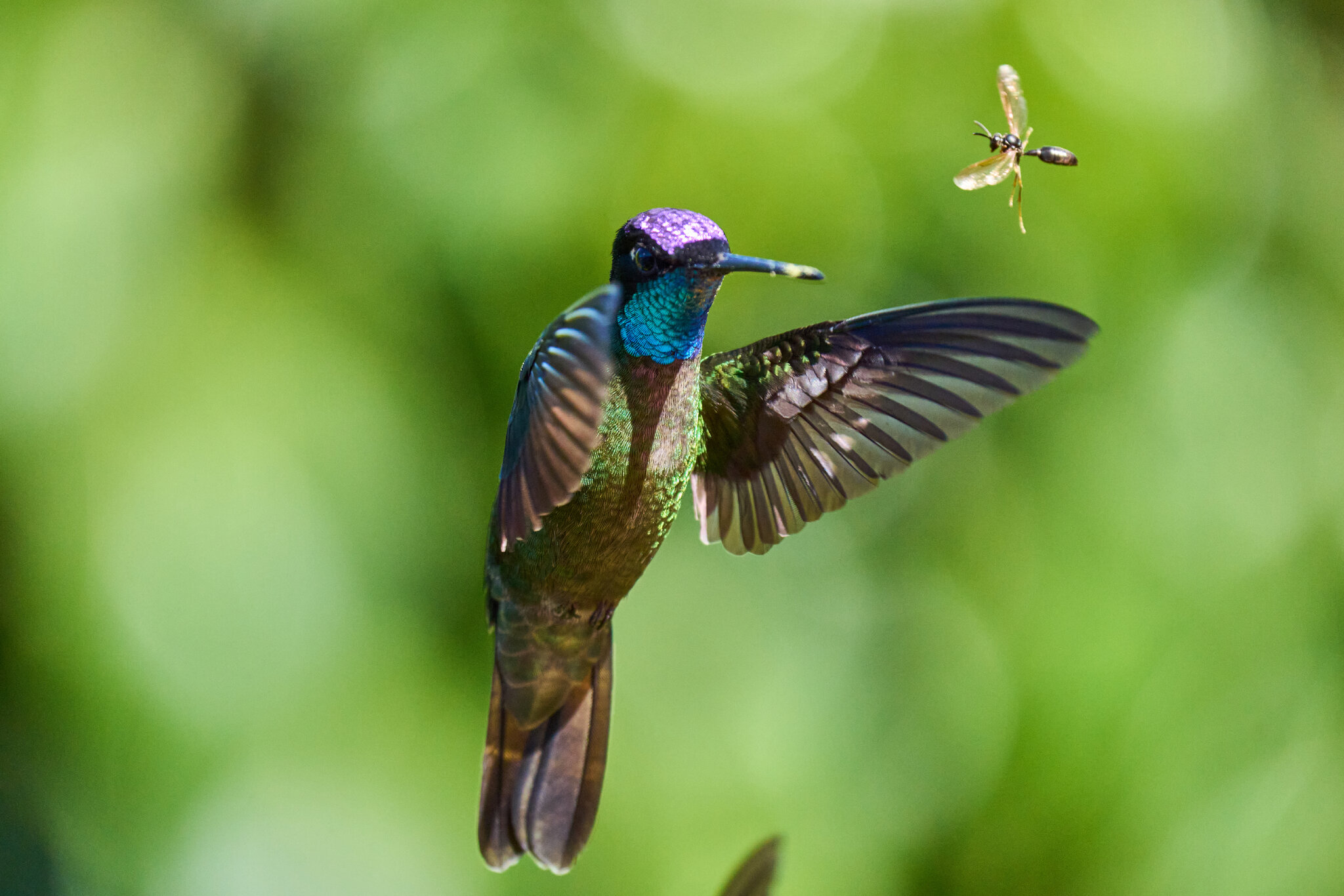 Talamanca Hummingbird - Talamanca Highlands - 03072024 - Wasp 01.jpg