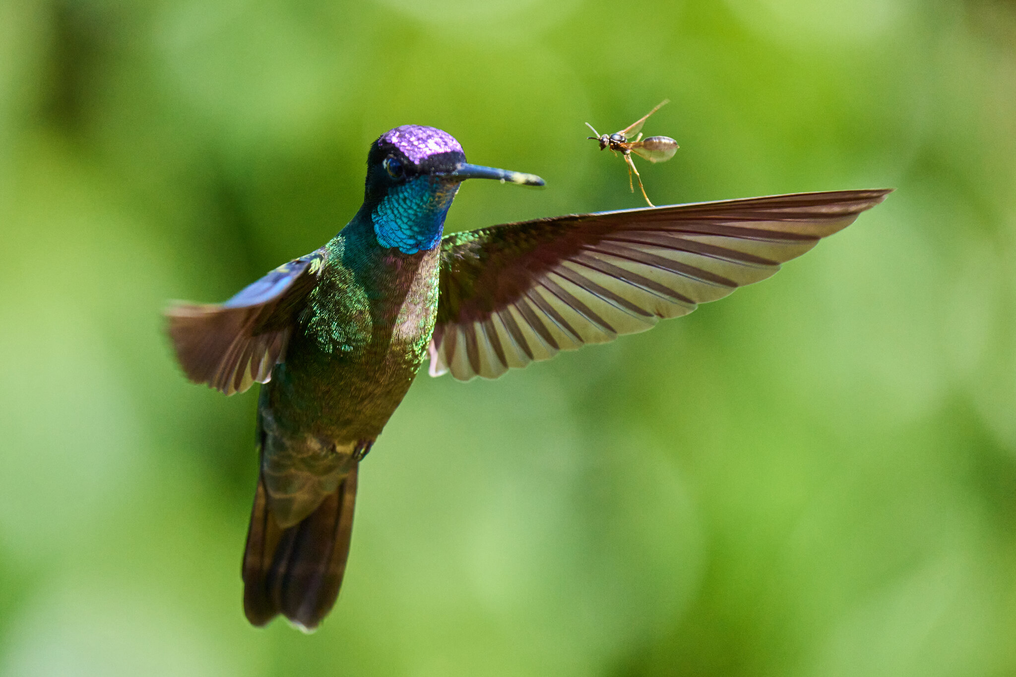 Talamanca Hummingbird - Talamanca Highlands - 03072024 - Wasp 02.jpg