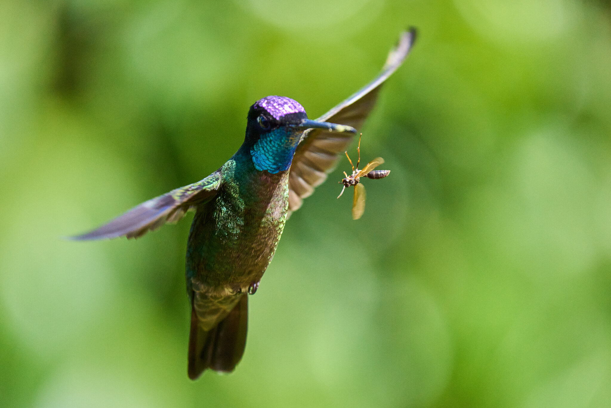 Talamanca Hummingbird - Talamanca Highlands - 03072024 - Wasp 03.jpg
