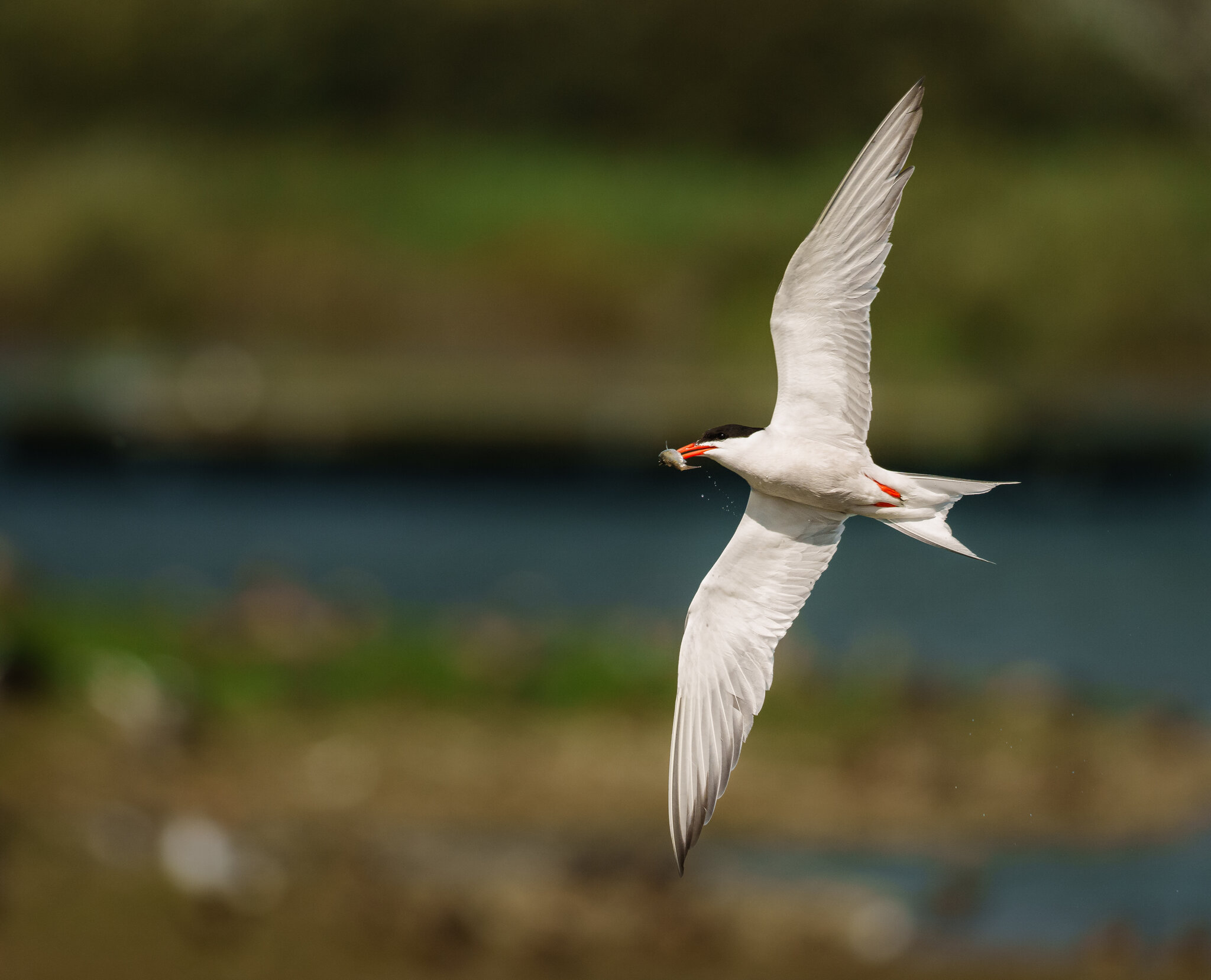 Tern  (1 of 1).jpg