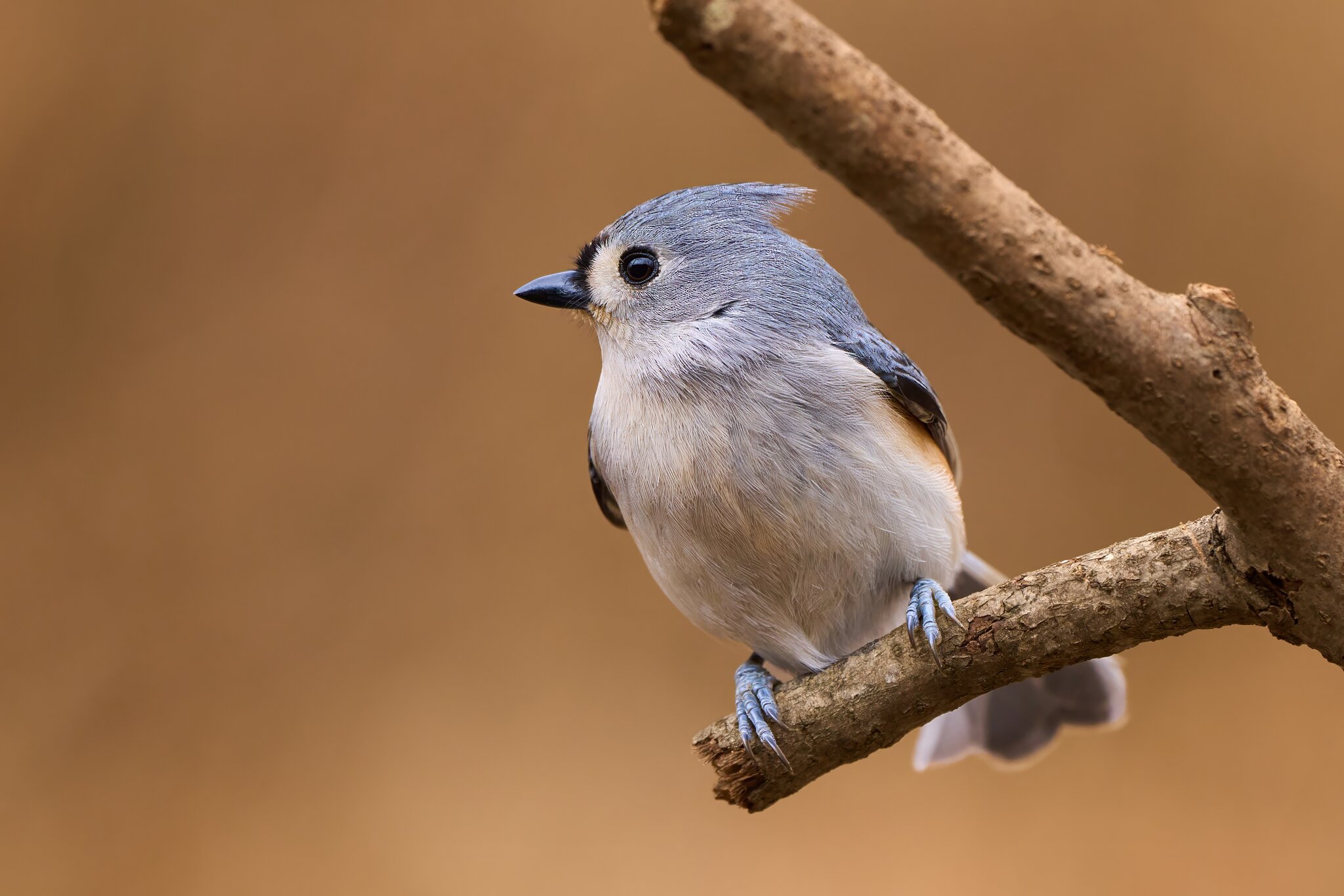 Tufted Titmouse - Ashland - 02022025 - 02 - DN.jpg