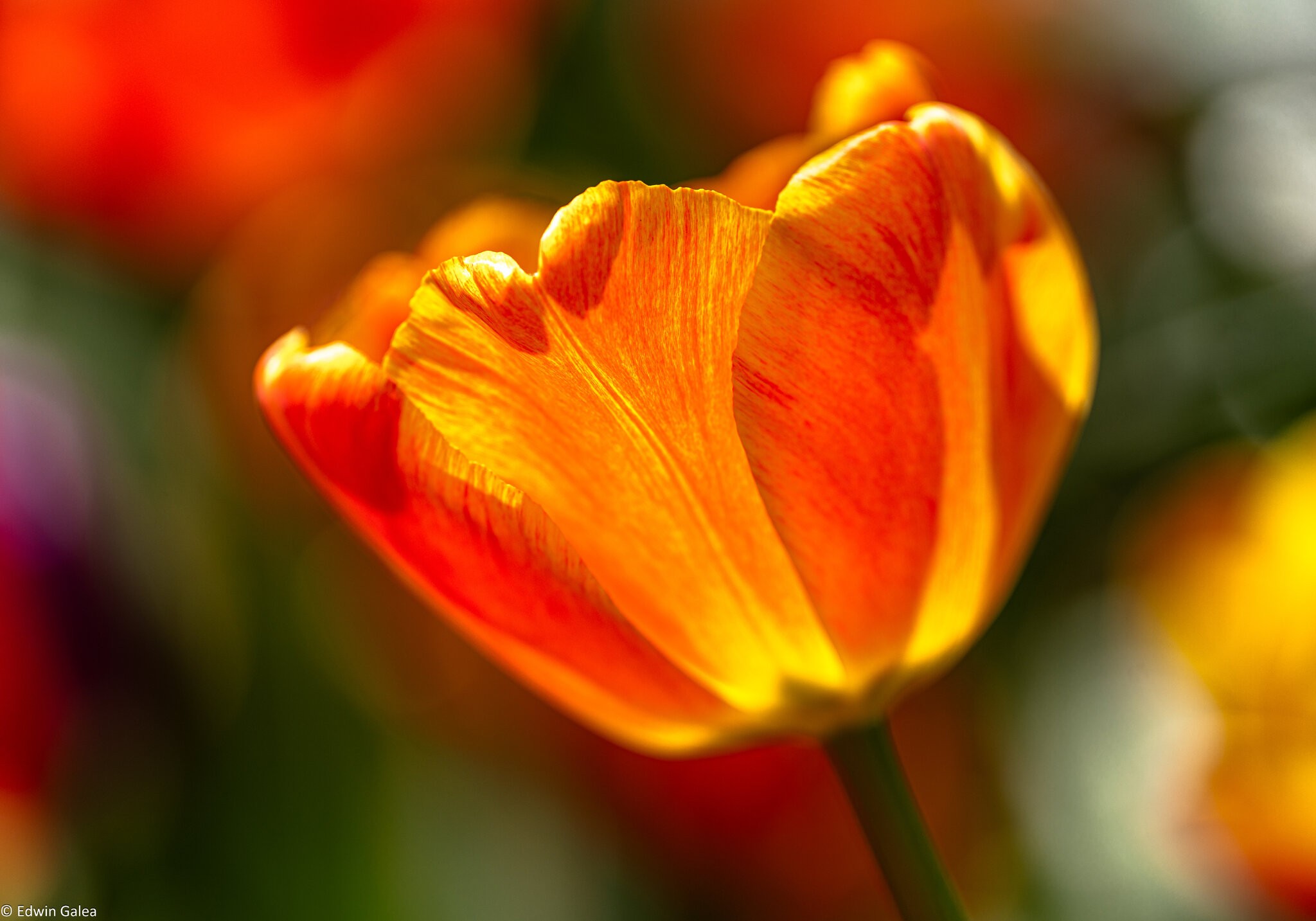 tulips_flatiron_park-1.jpg