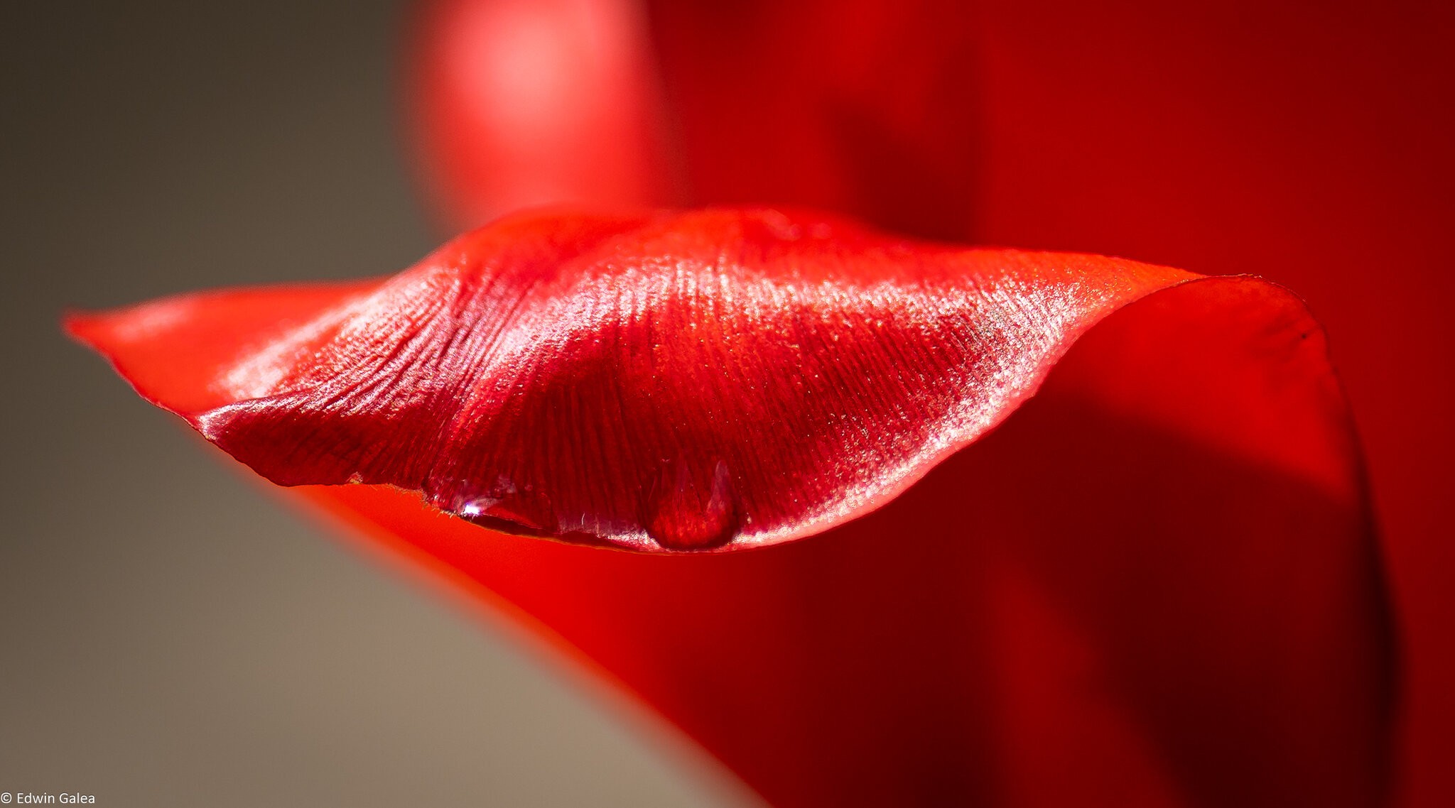 tulips_madison_square_park-8.jpg