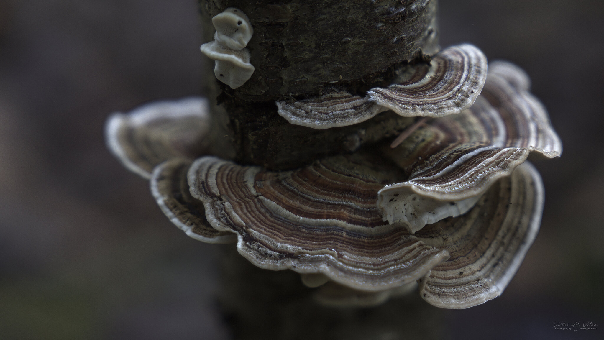 Turkey Tail.jpg