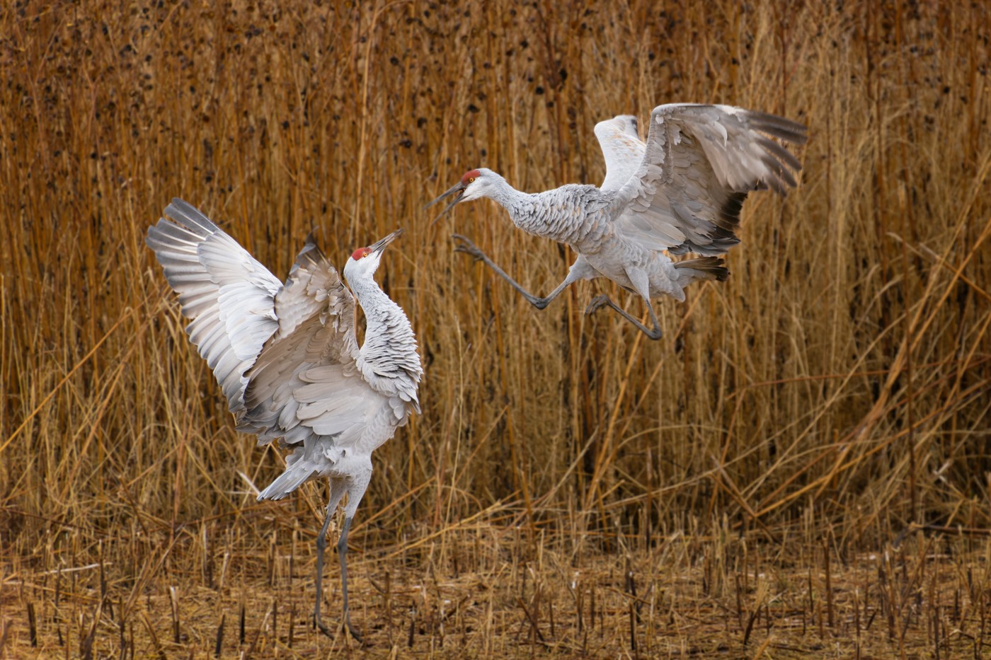 Tussling Cranes.jpg