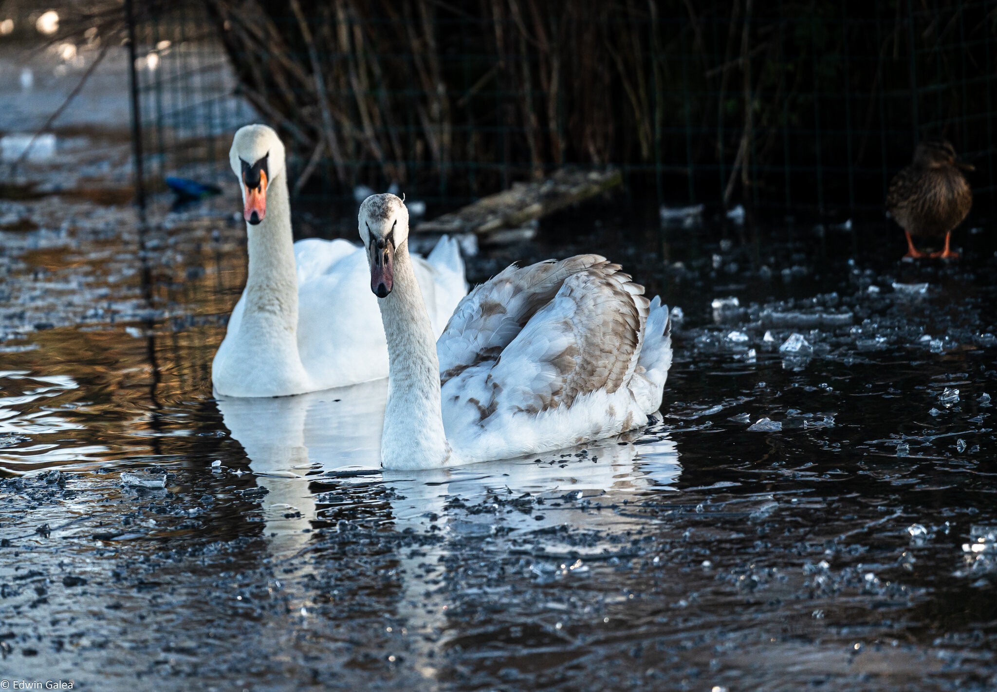 two swans-1.jpg