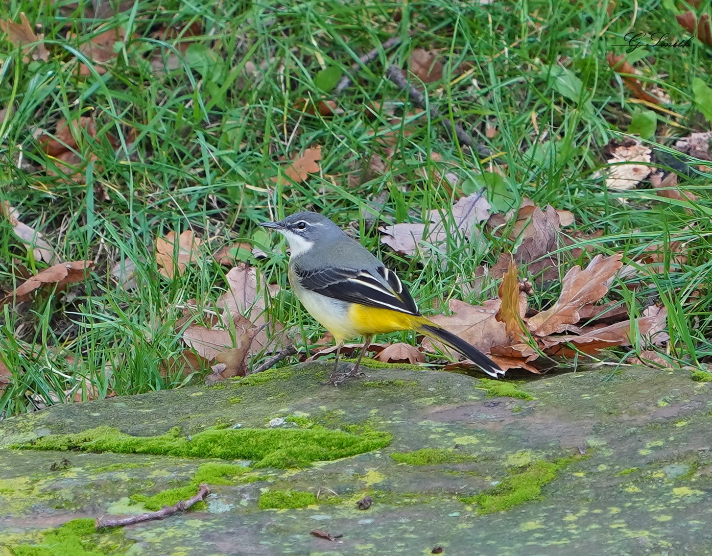 wagtail.jpg