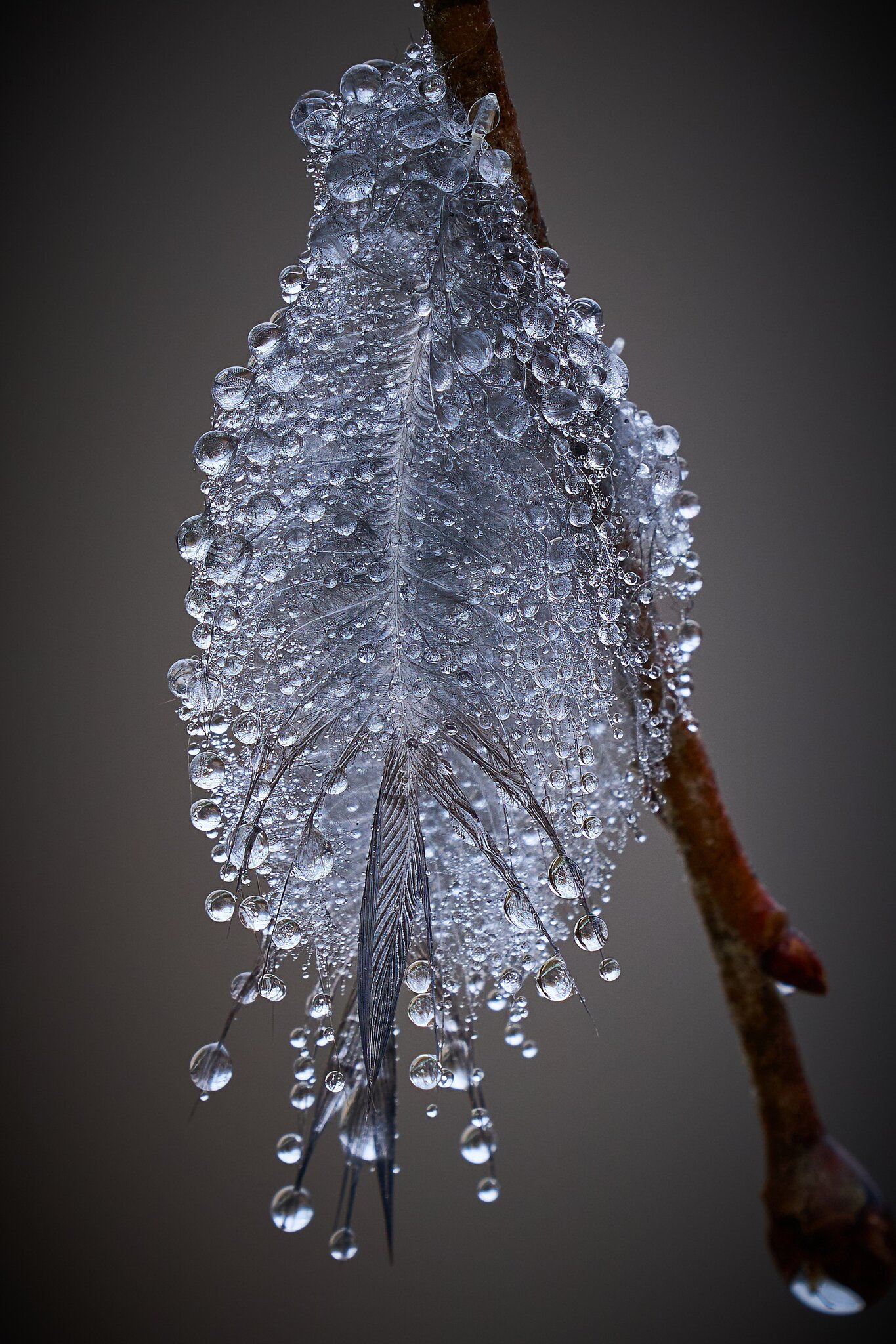 Water droplets  on a feather - Home - 12312022 - 02 1- DN.jpg