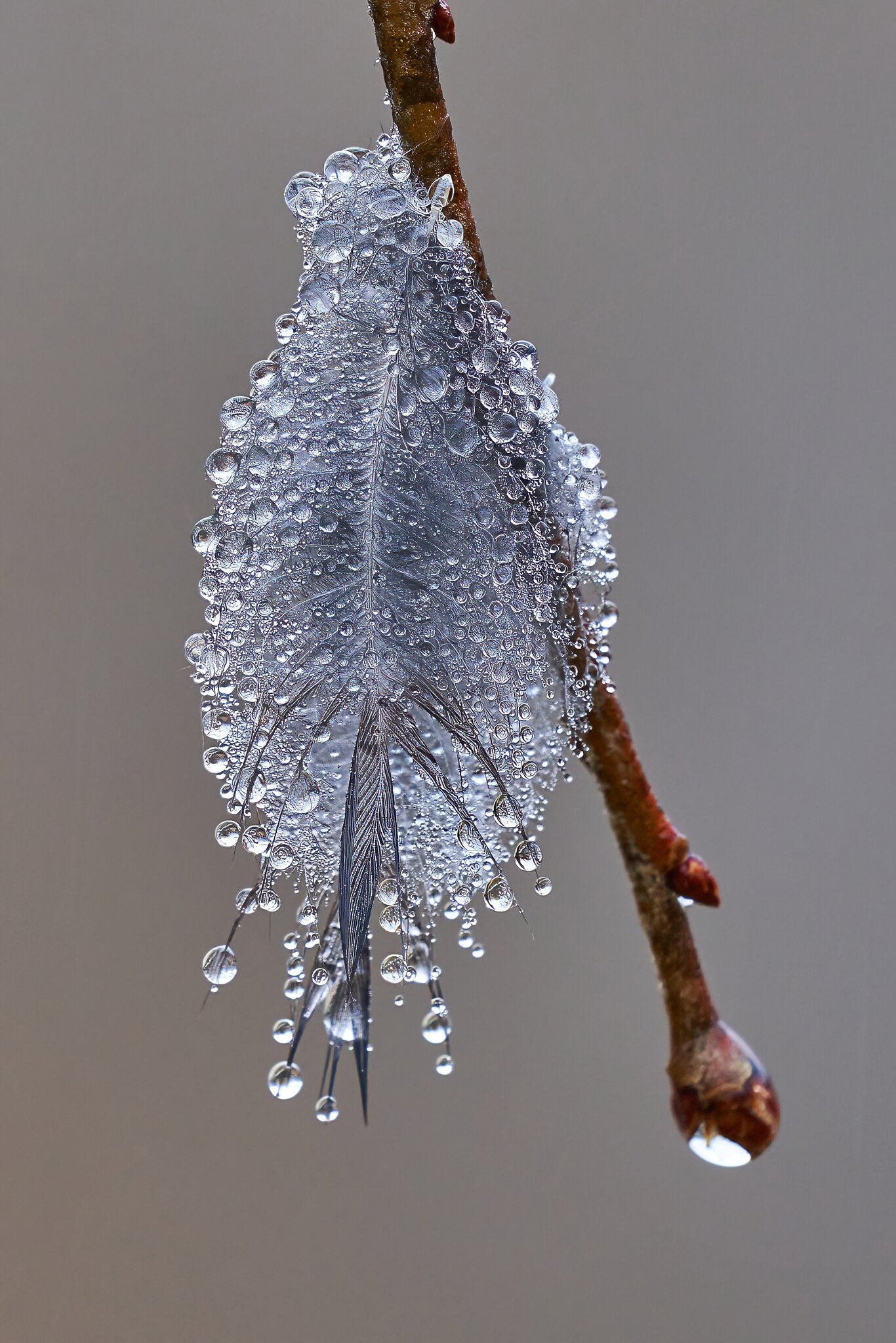 Water droplets  on a feather - Home - 12312022 - 02-DN- DN.jpg