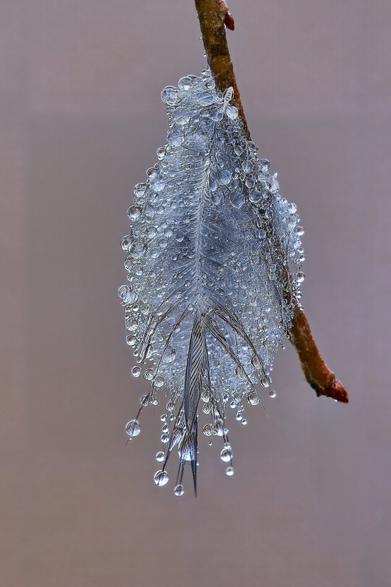 Water droplets  on a feather - Home - 12312022 - 02- DN.jpg