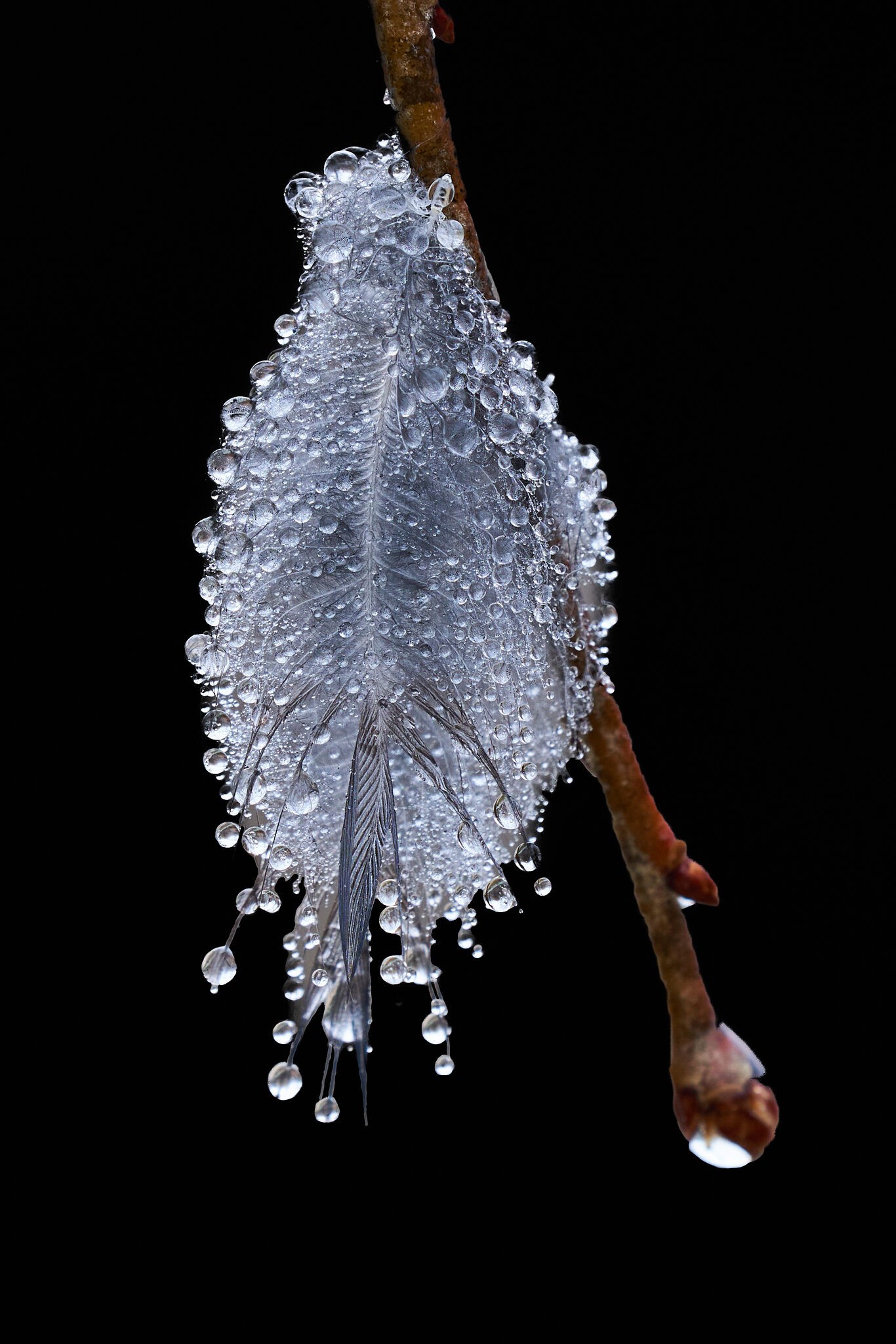 Water droplets  on a feather - Home - 12312022 - 02.jpg