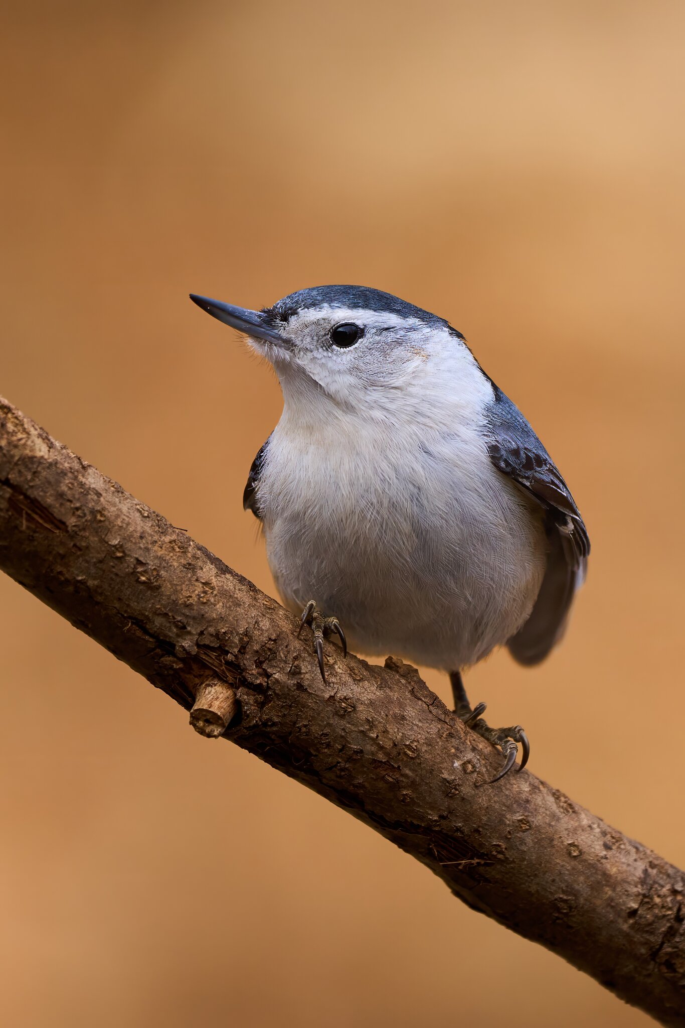 White-Breasted Nuthatch - Ashland - 02022025 - 08 - DN.jpg