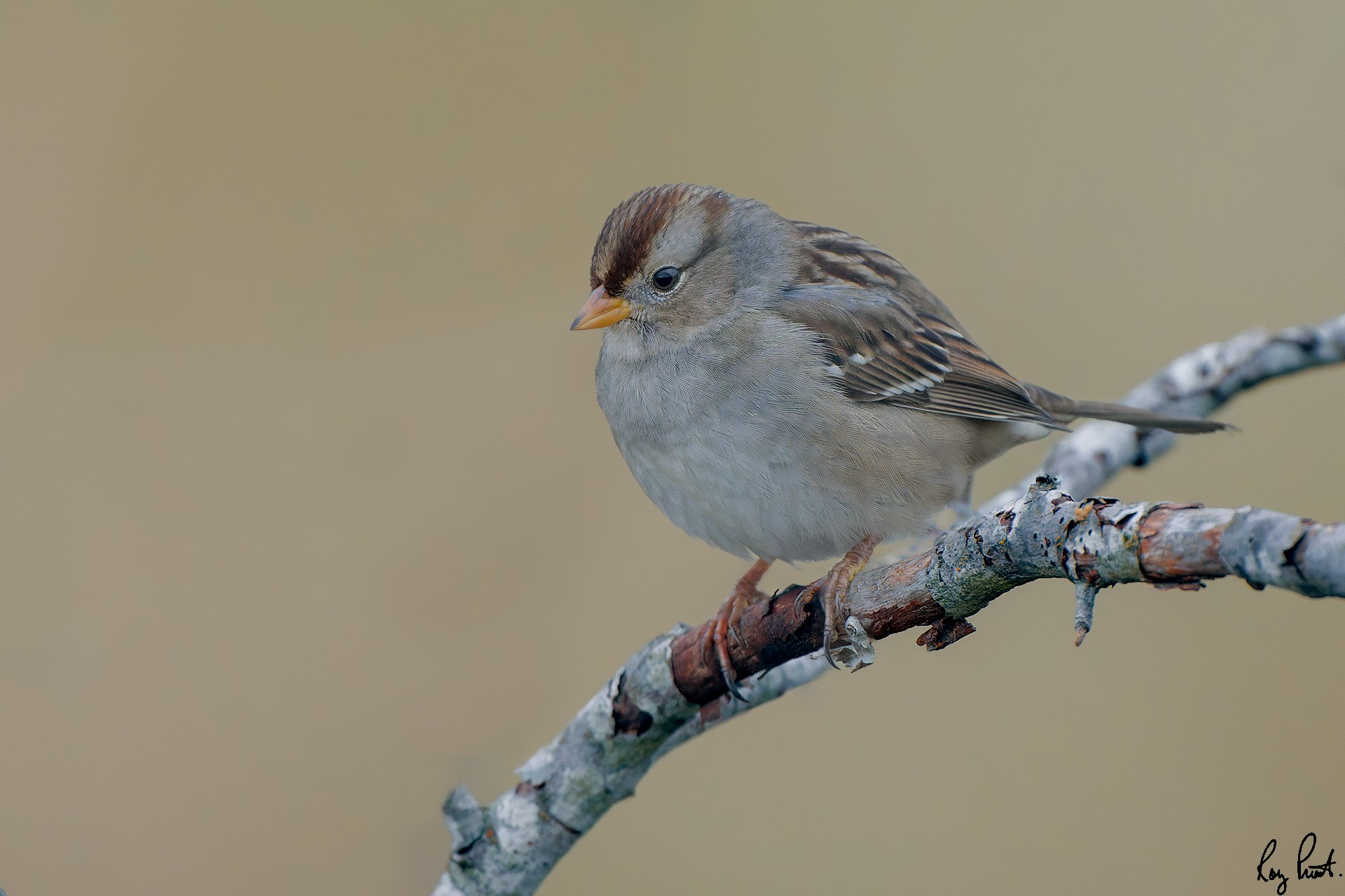 White-crowned-Sparrow_DSC1629-Edit.jpg