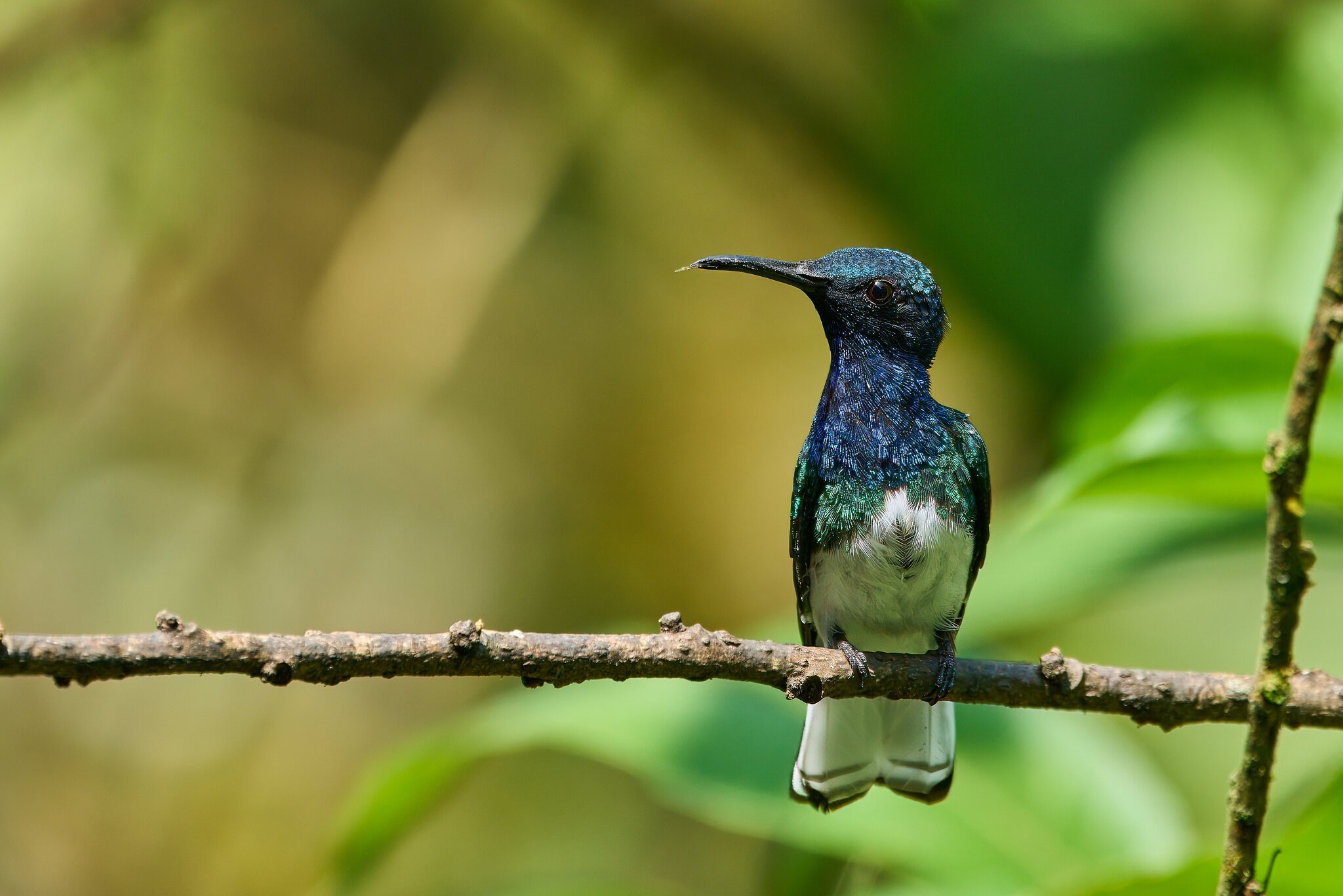 White-Necked Jacobin - El Oro - 09112022 - 12- DN.jpg