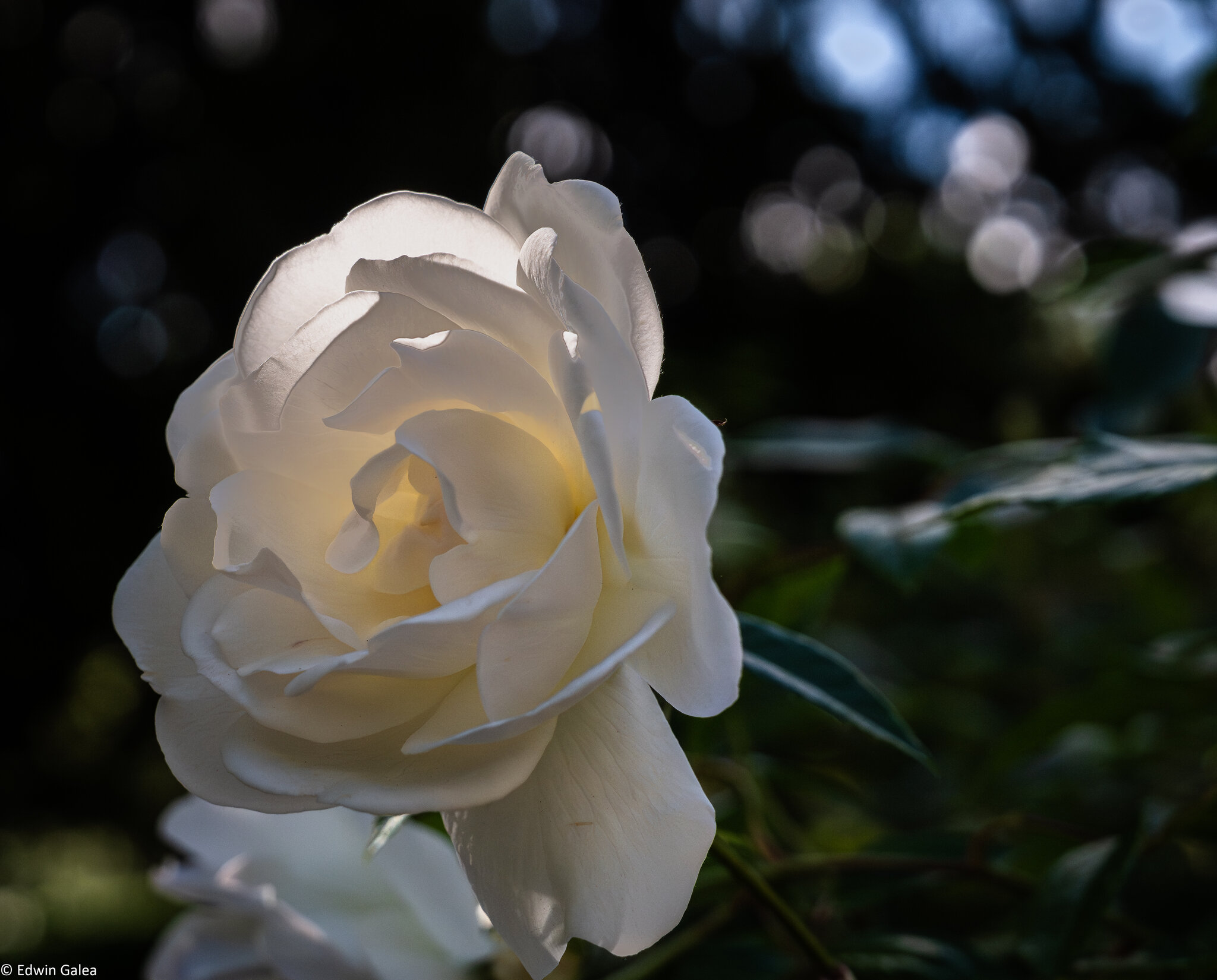 white rose-3.jpg