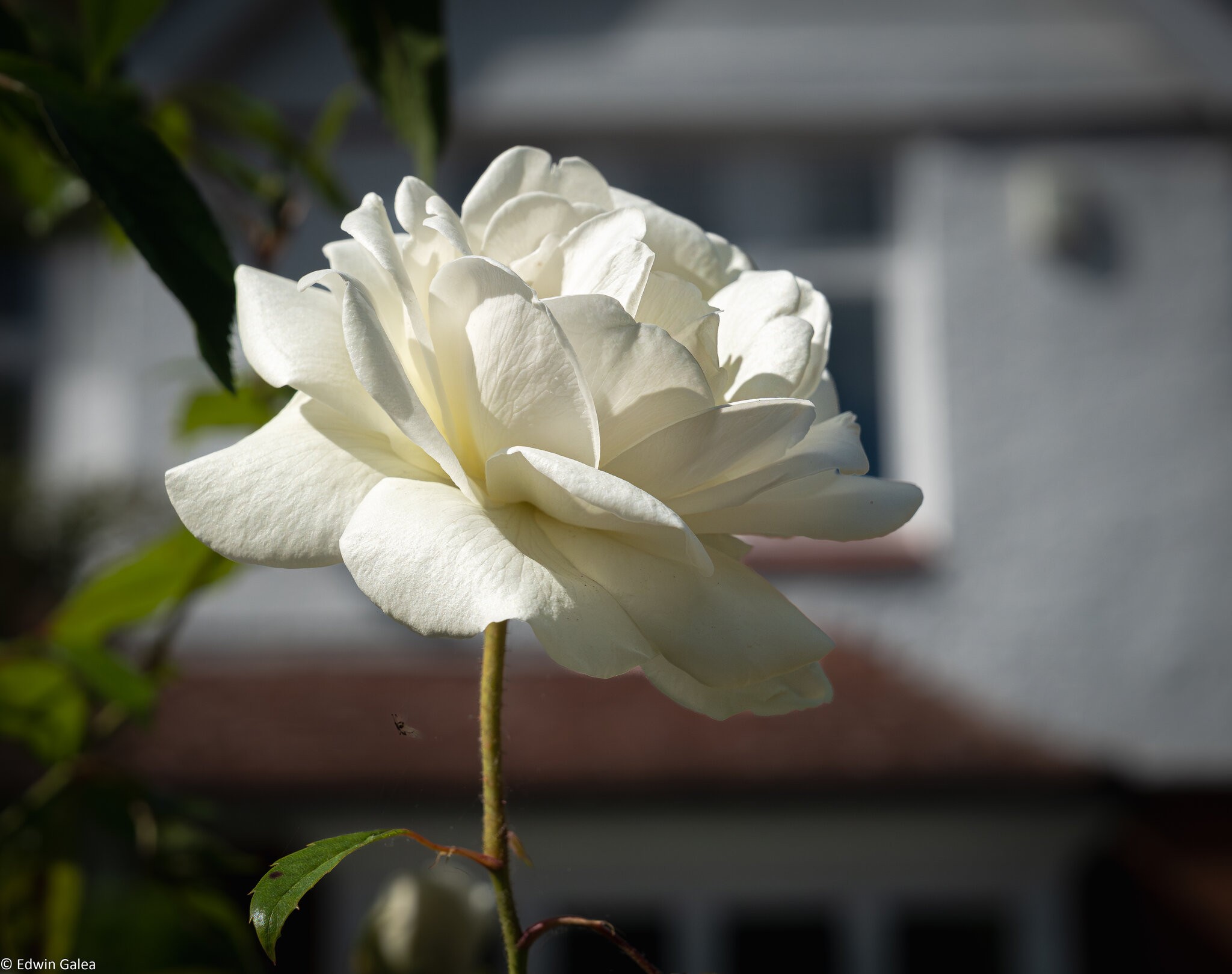 white rose and house-1.jpg