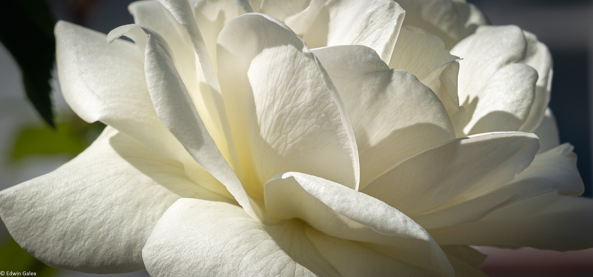 white rose and house-2.jpg