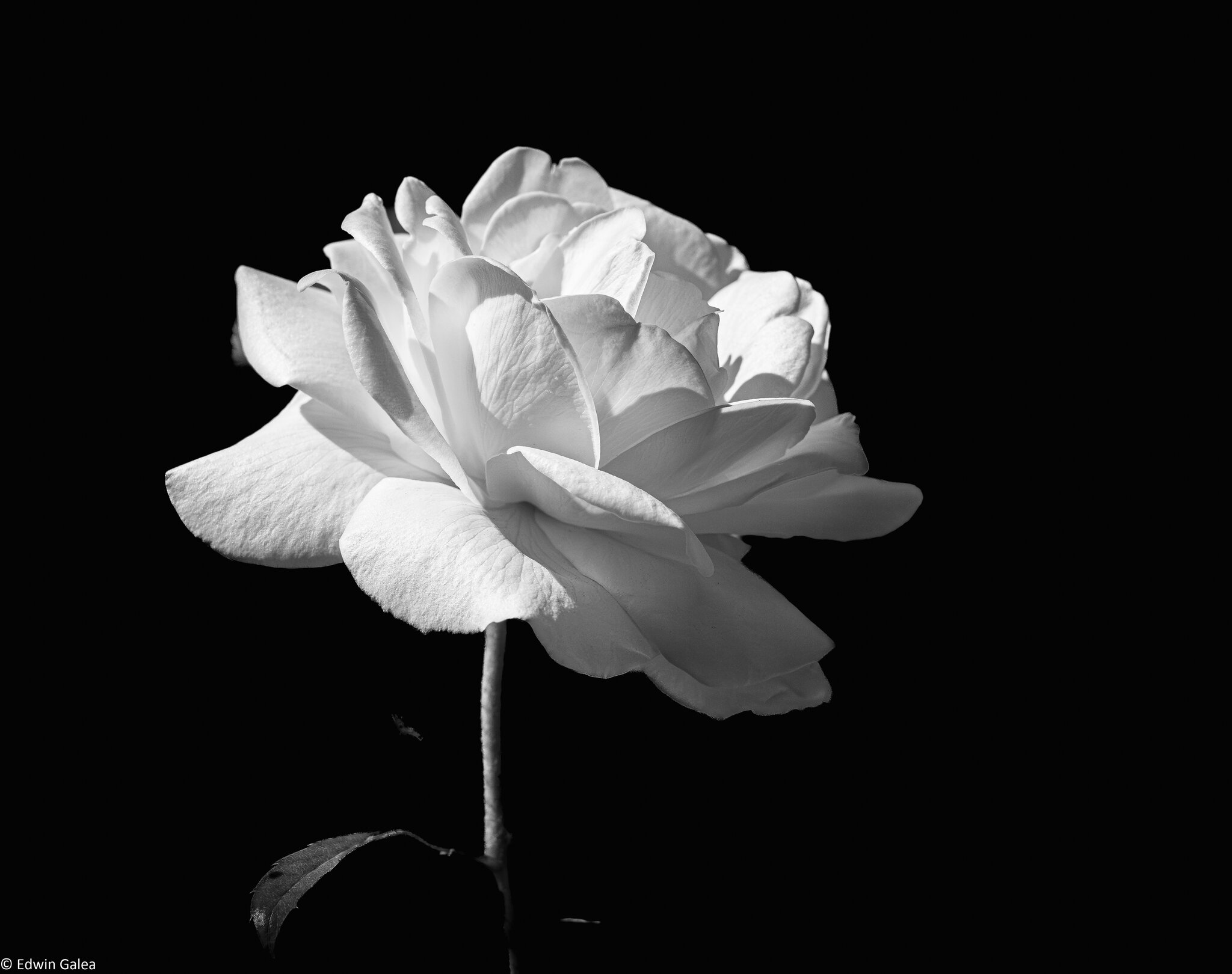 white rose and house-5.jpg