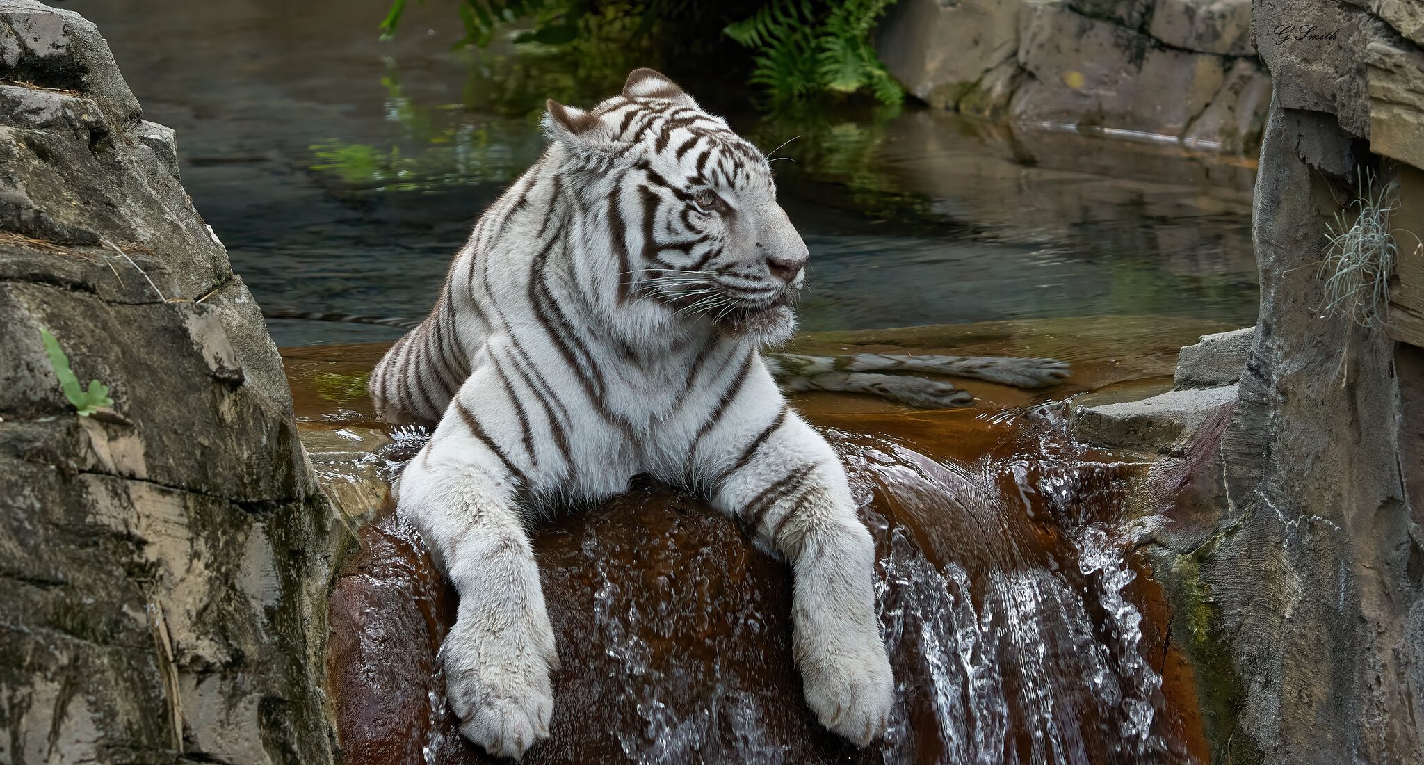 white tiger 2018 3.jpg