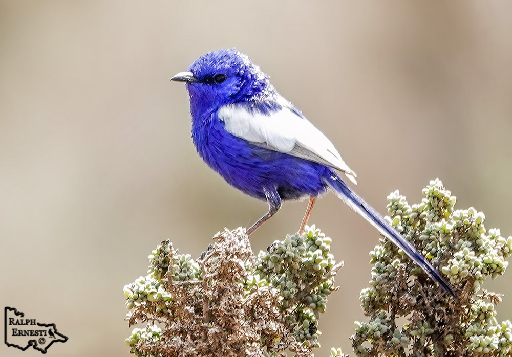 White-winged Fairy Wren 20-12-2022 (22).jpg