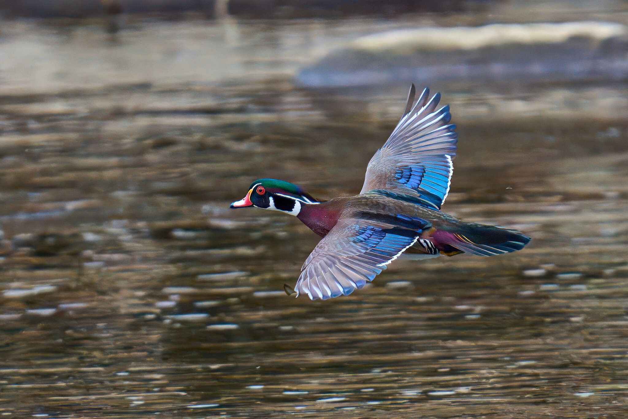 Wood Duck - Brandywine - 03152025 - 01 - rDN.jpg