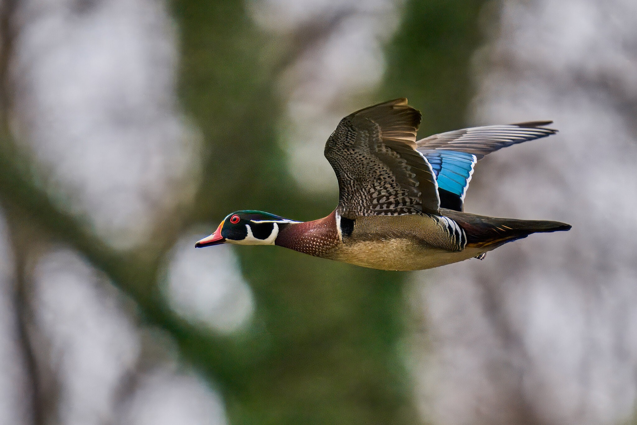 Wood Duck - Brandywine - 03152025 - 02 - rDN.jpg