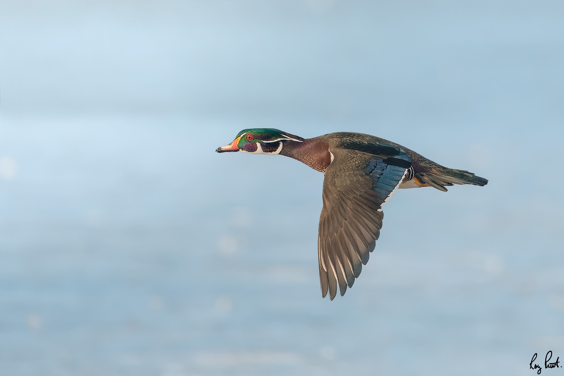 Wood-Duck_DSC5246-2.jpg