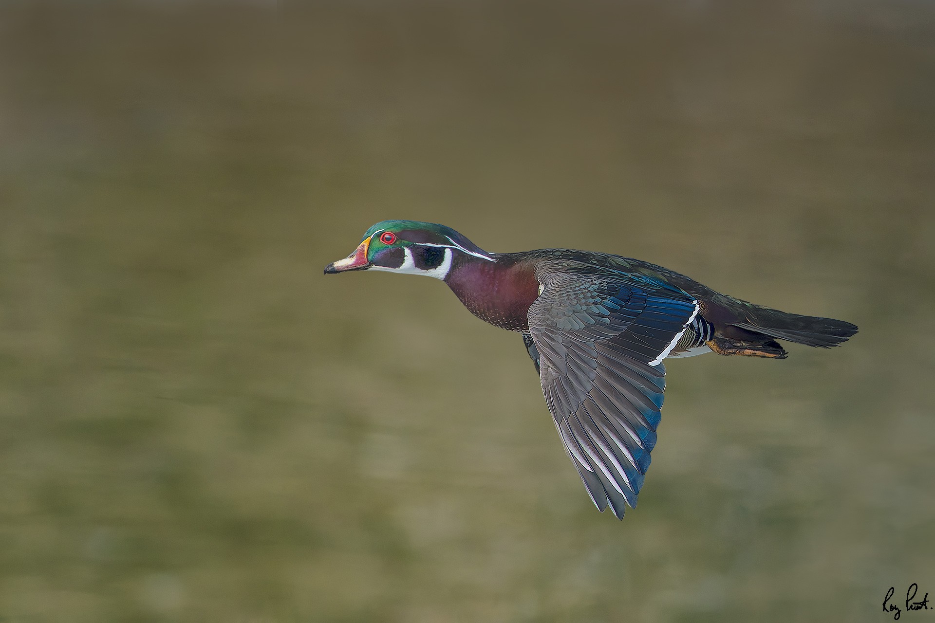 Wood-Duck_DSC6153-Edit.jpg