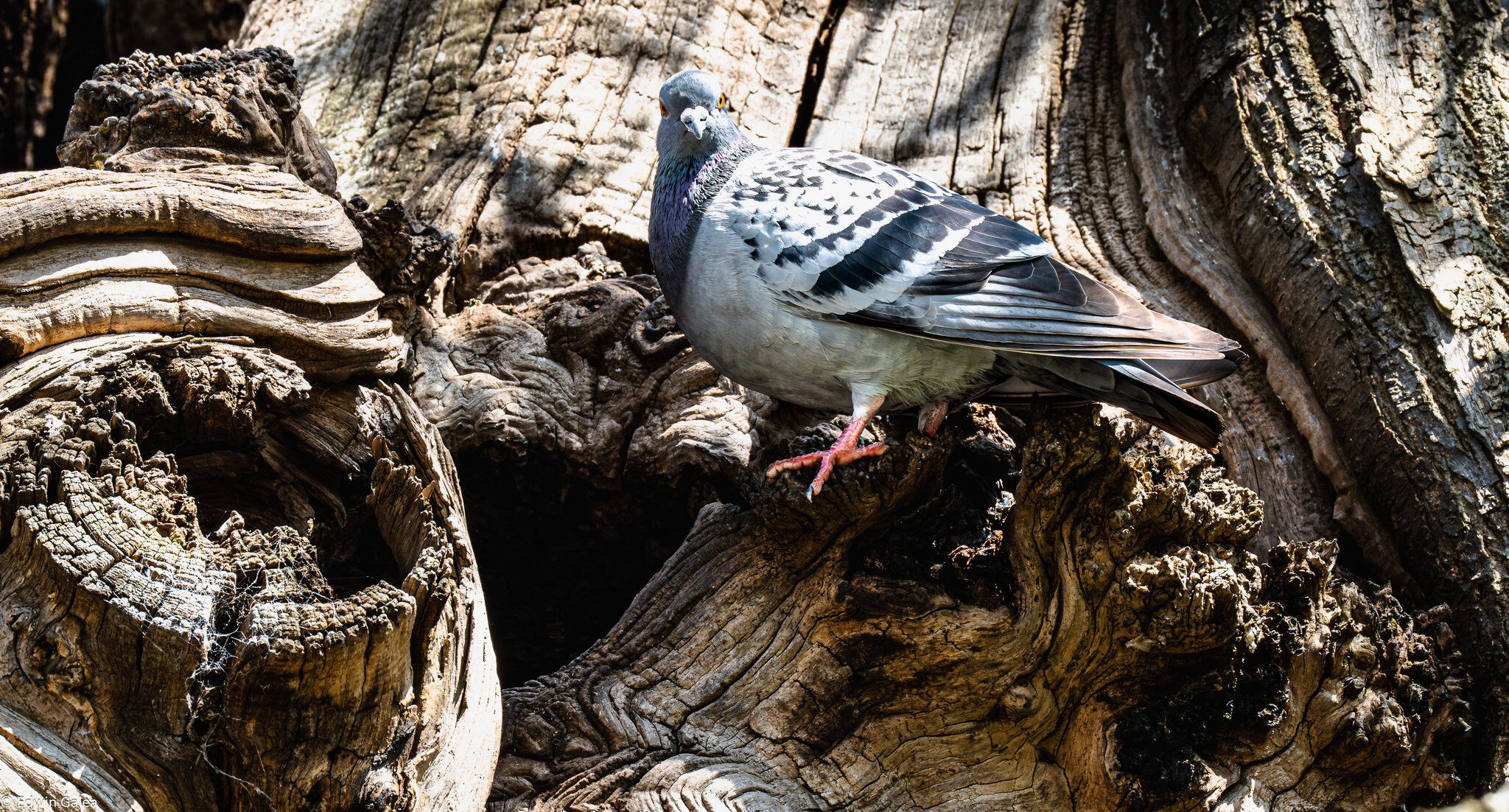 wood pigeon-7.jpg