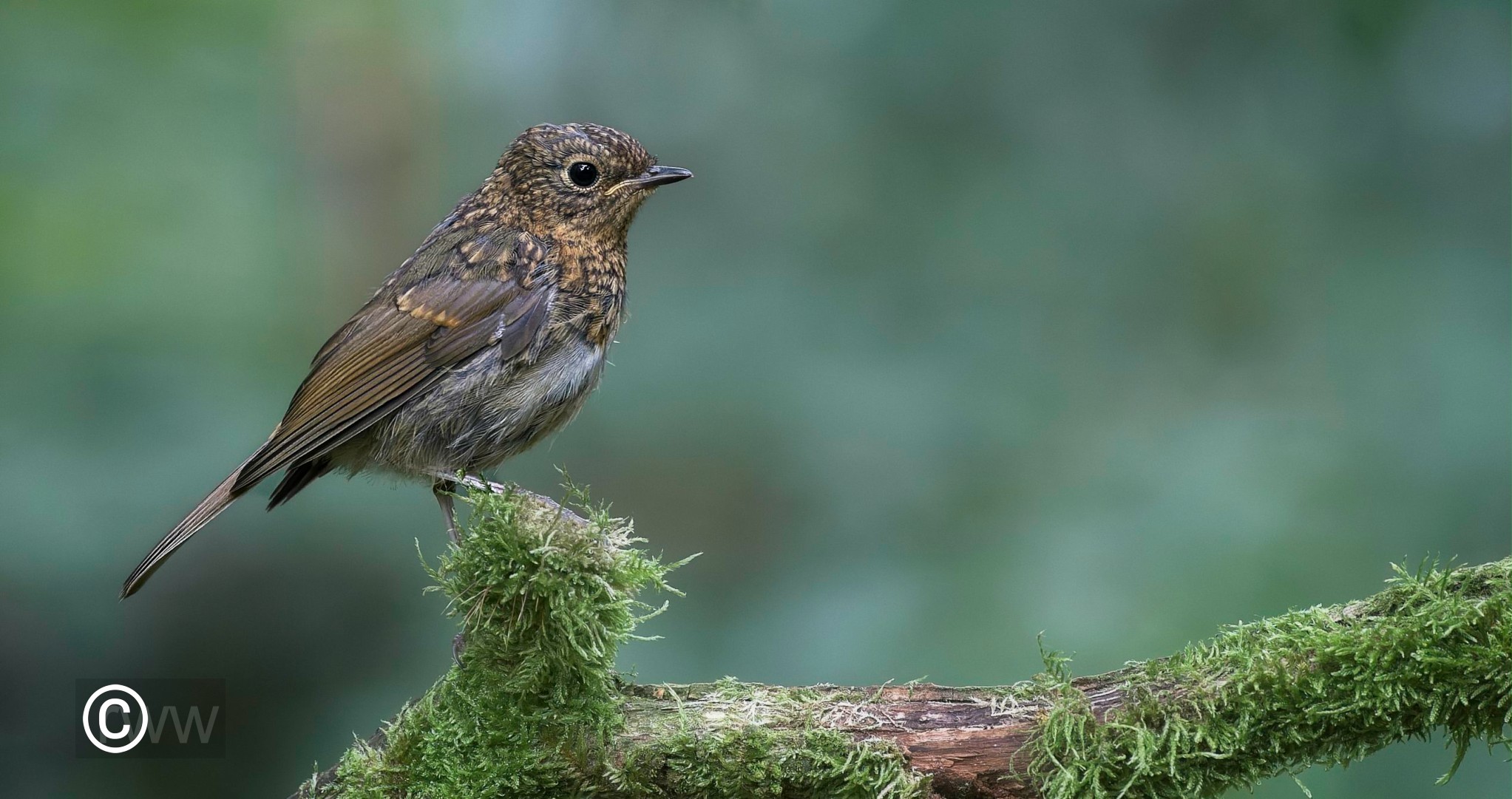 Young Robin 11 Aug 23.jpg