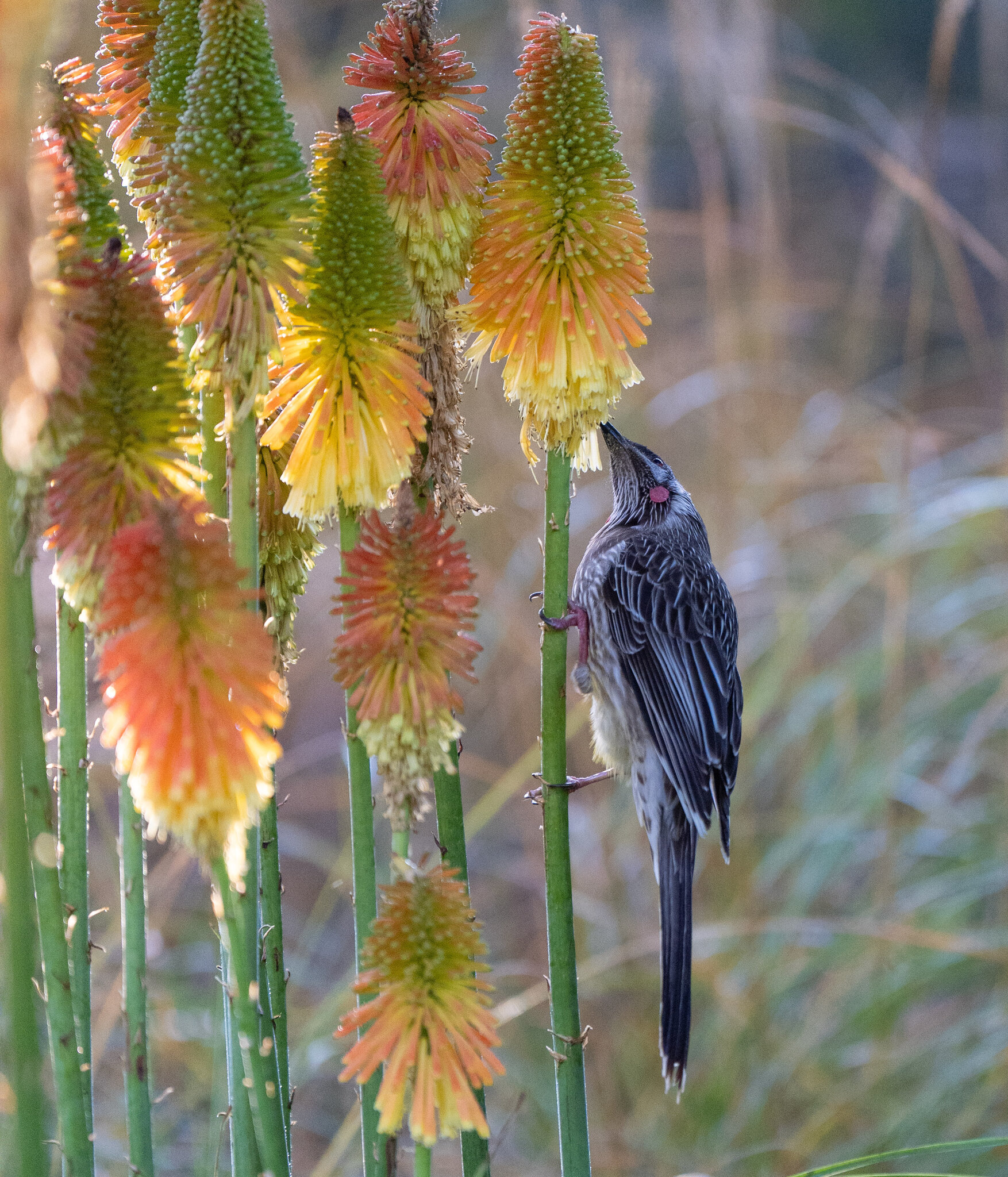 YoungRedWattleBird.jpg