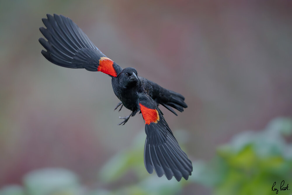 Red-winged-Blackbird-0271-ARW.jpg