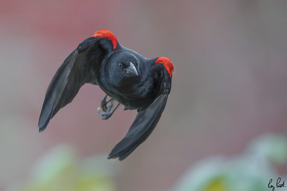 Red-winged-Blackbird-0272-ARW.jpg