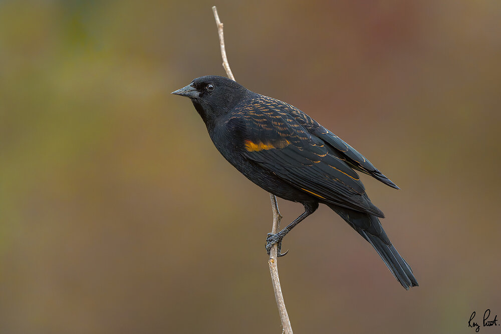 Red-winged-Blackbird-0491-ARW.jpg