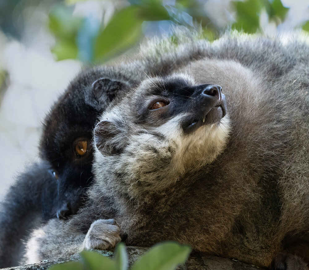 Brown Lemur.jpg