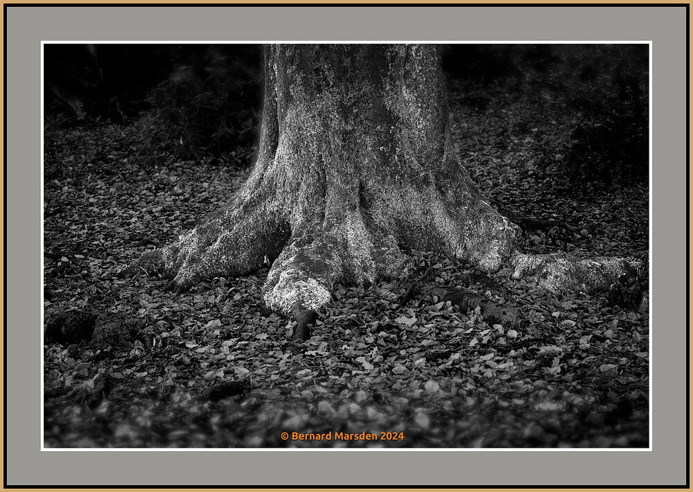 Old Tree Root