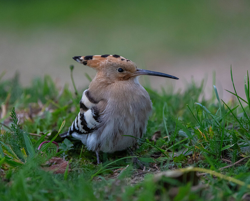 Hoopoe.jpg