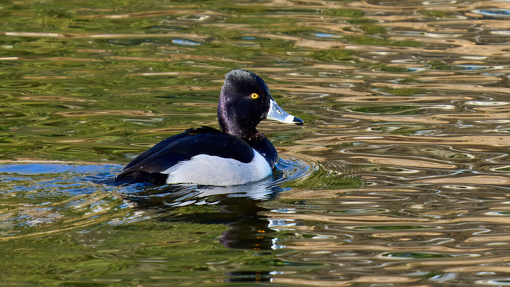 Ring-Necked Duck - Brandywine - 03022025 - 01 - rDN.jpg