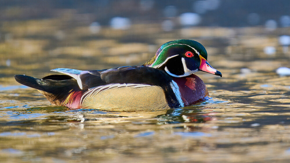 Wood Duck - Brandywine - 03022025 - 04 - rDN.jpg